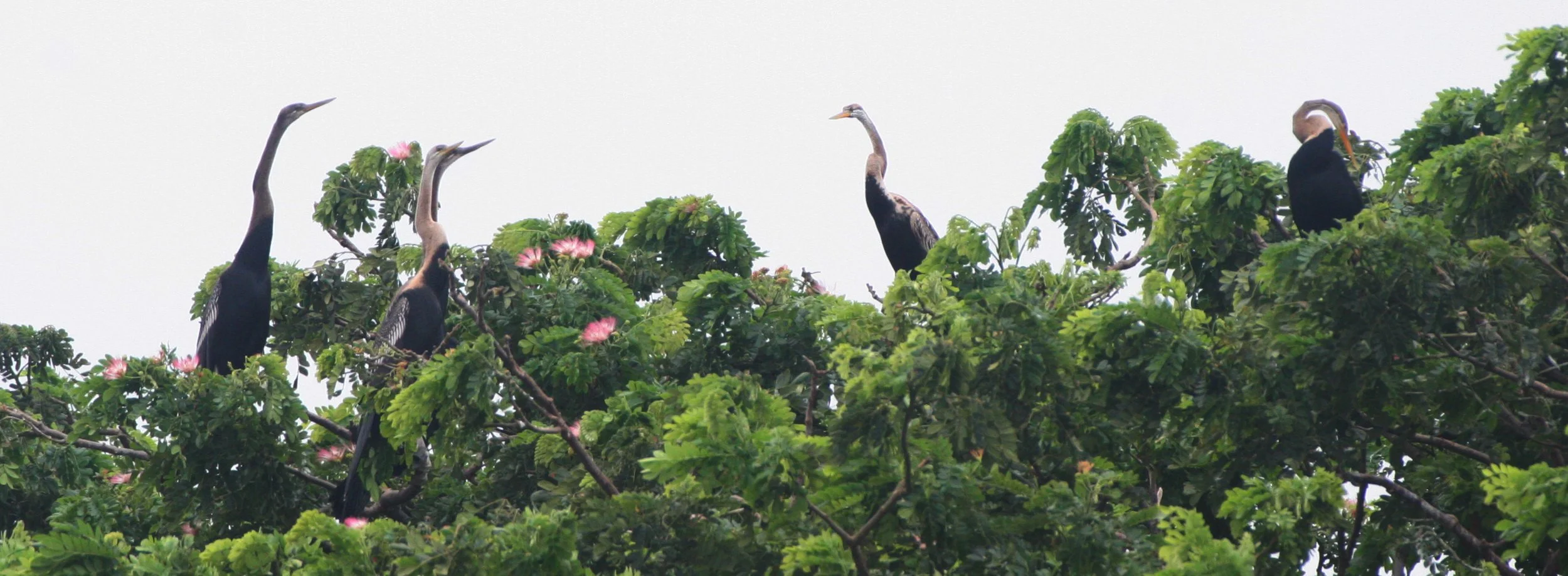DARTER - Anhinga melanogaster - BUENG BORAPHET THAILAND (16).JPG