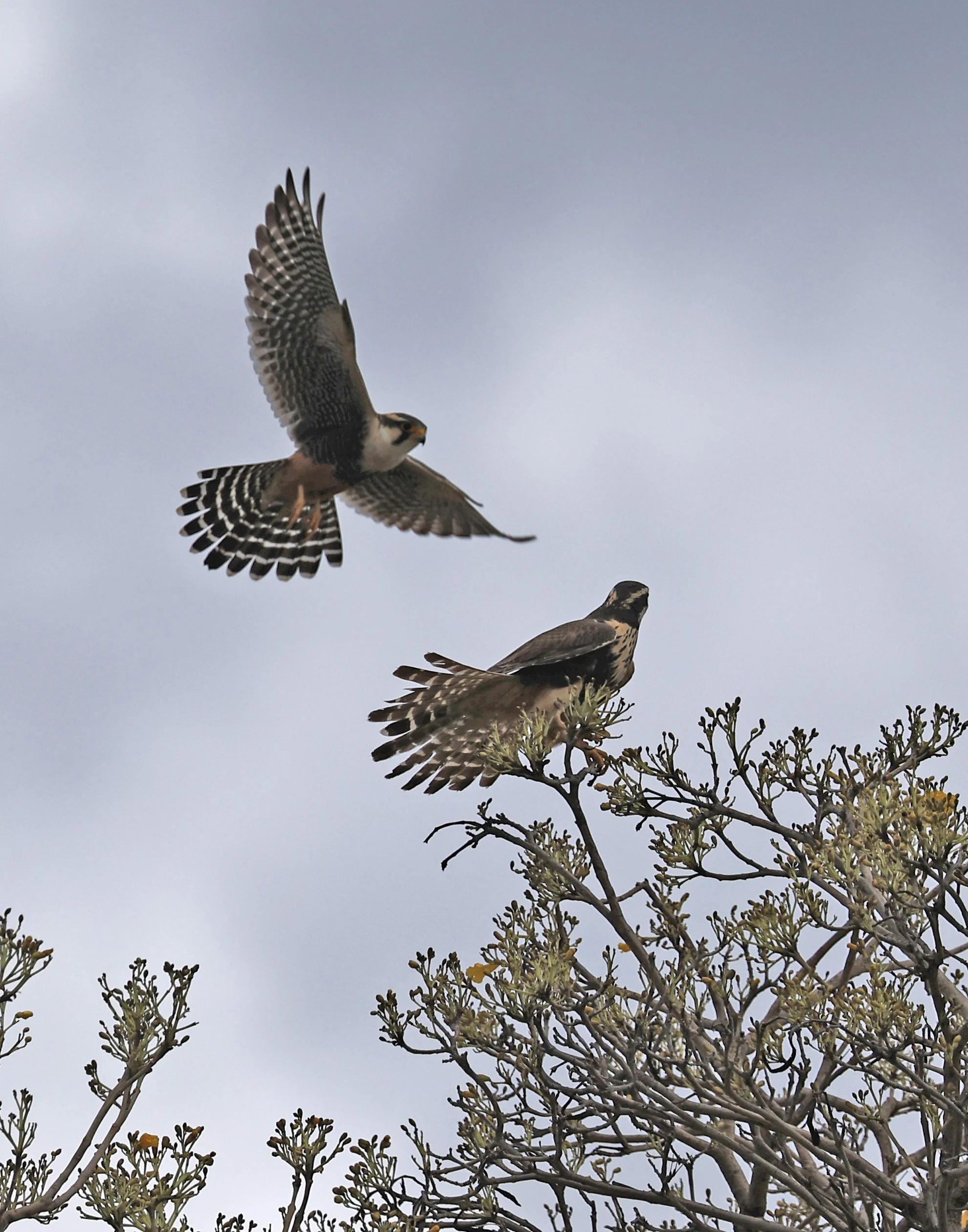 Aplomado Falcon (Falco femoralis) Estancia Campo'i Paraguay (136).jpg
