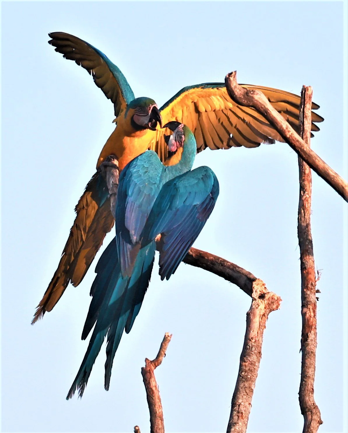 Macaw - Blue-and-yellow Macaw - Ara ararauna - Emas National Park, Goias State, Brazil (54).jpg