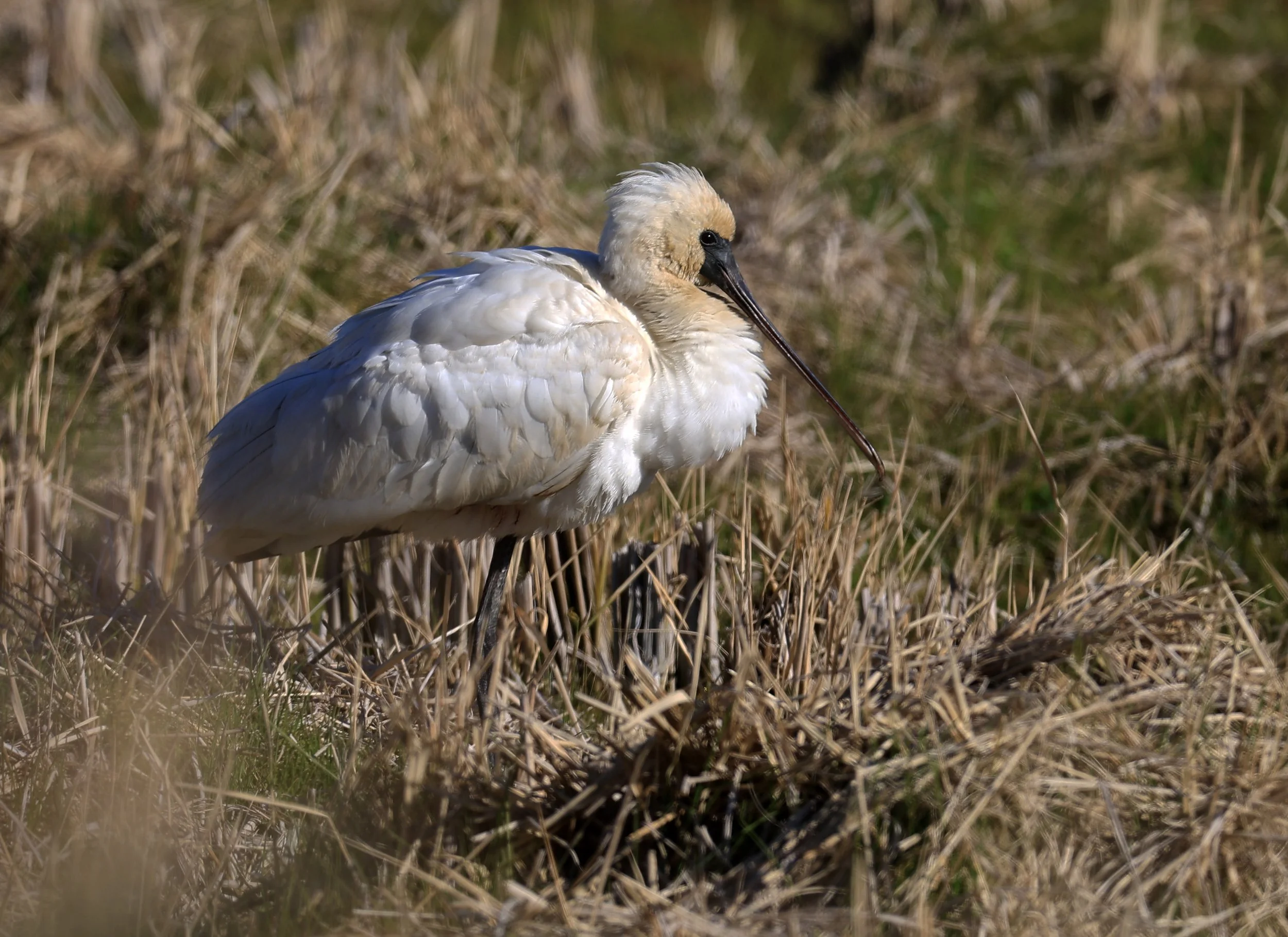 Black-faced Spoonbill (Platalea minor) Izumi Crane Center and Fields Izumi Kagoshima Japan (37).jpg