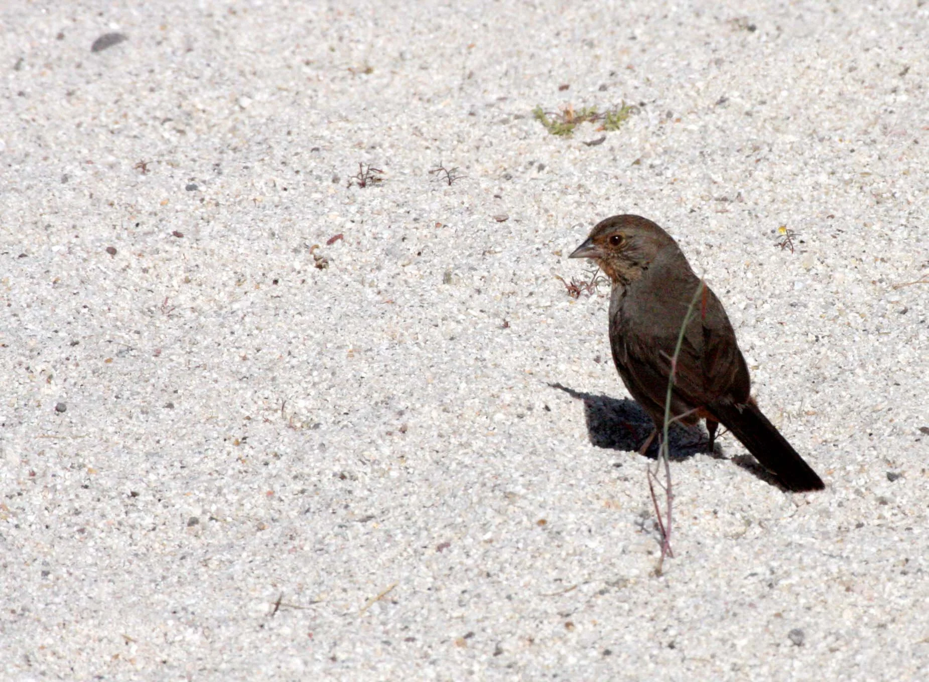 California Towhee (Pipilo crissalis) Catavina Desert Baja Mexico (6).JPG