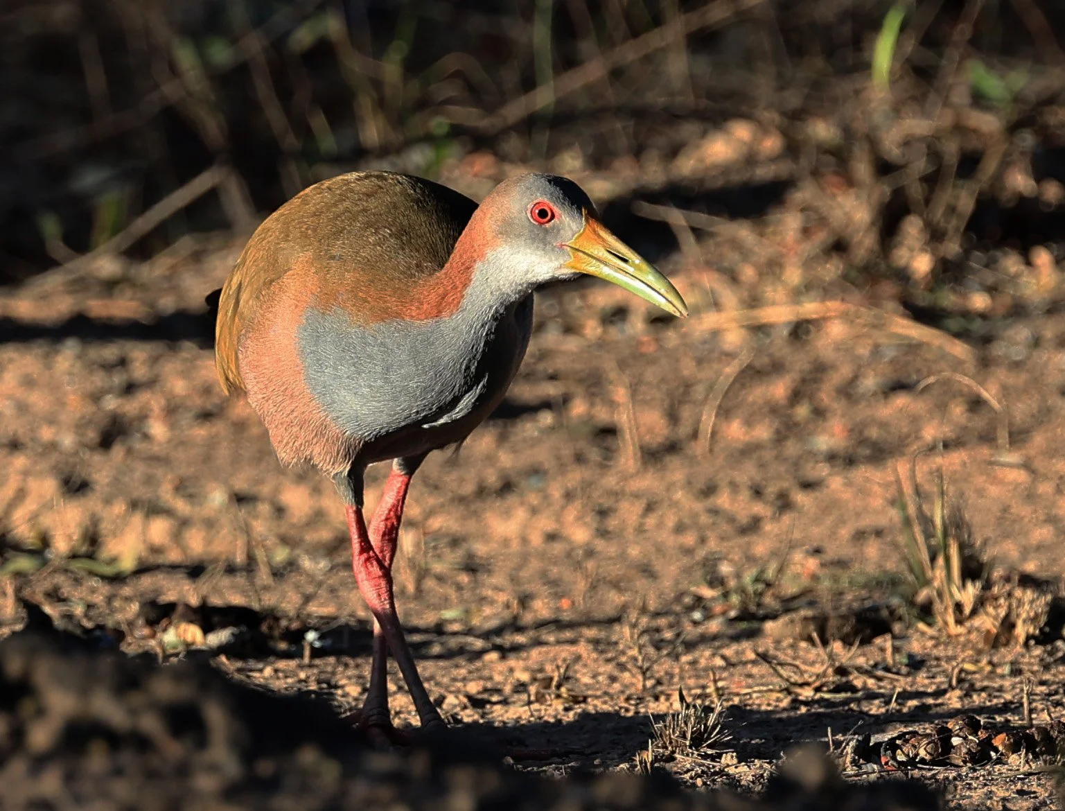 Gray-cowled Wood-Rail (Aramides cajaneus) Reserva Natural Canada el Carmen, Paraguay  (2).jpg