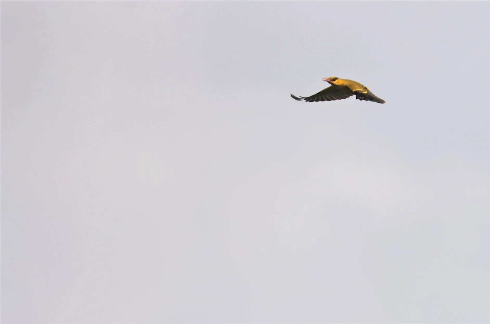 Black-napped Oriole (Oriolus chinensis) Pencil Mountain Chumphon Province Thailand (2).jpg