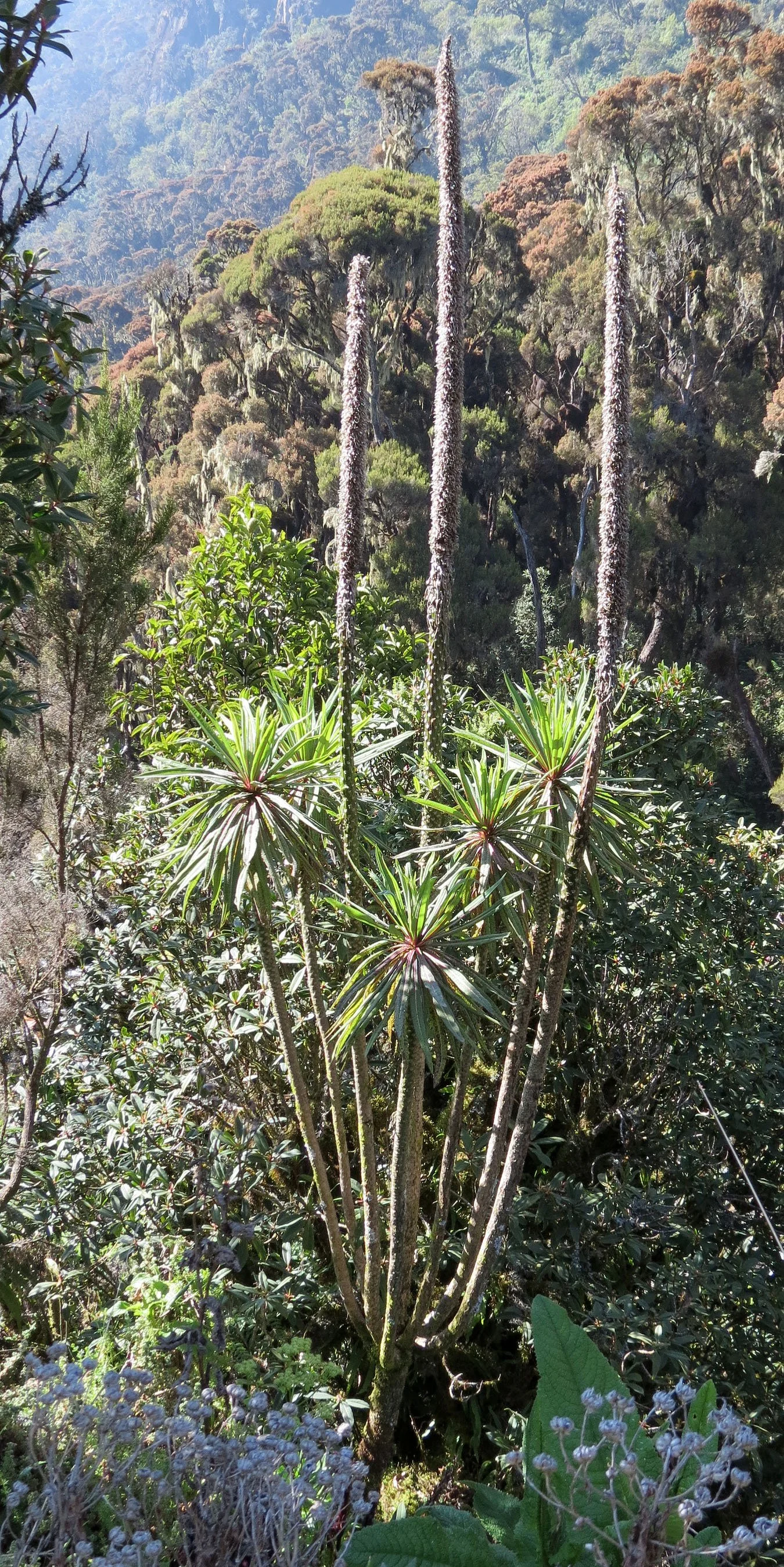 RWENZORI NATIONAL PARK UGANDA (266).JPG