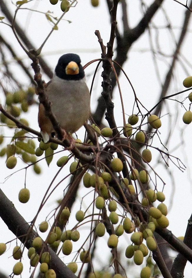 Chinese Grosbeak (Eophona migratoria) Nanji Hill Reserve, Poyang Lake, Jiangxi China (44).JPG