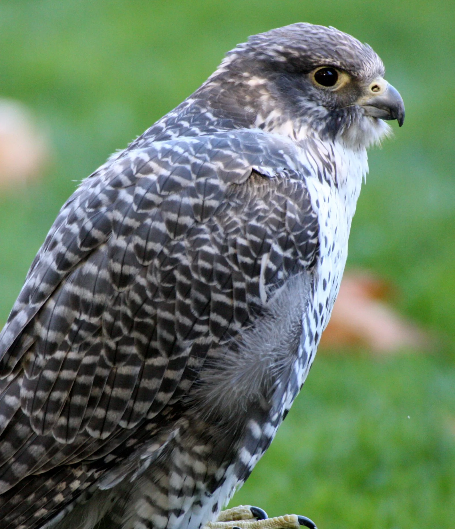 Falco rusticolus - GYRFALCON - WOODLAND PARK WA (4).JPG
