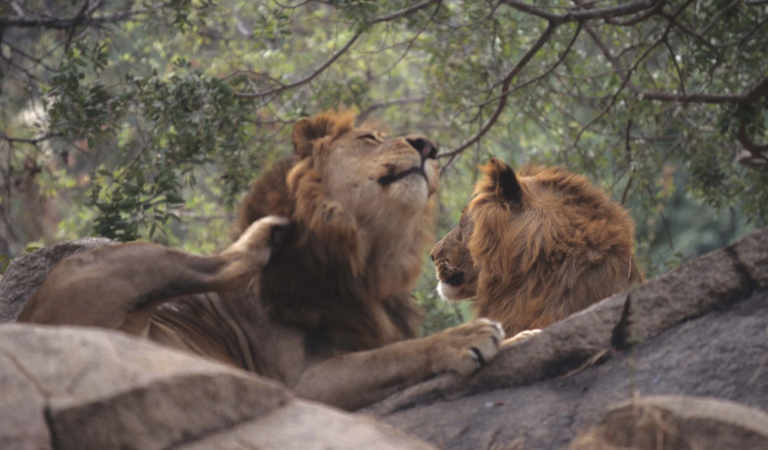 FELID - LION - ZIMBABWE.jpg