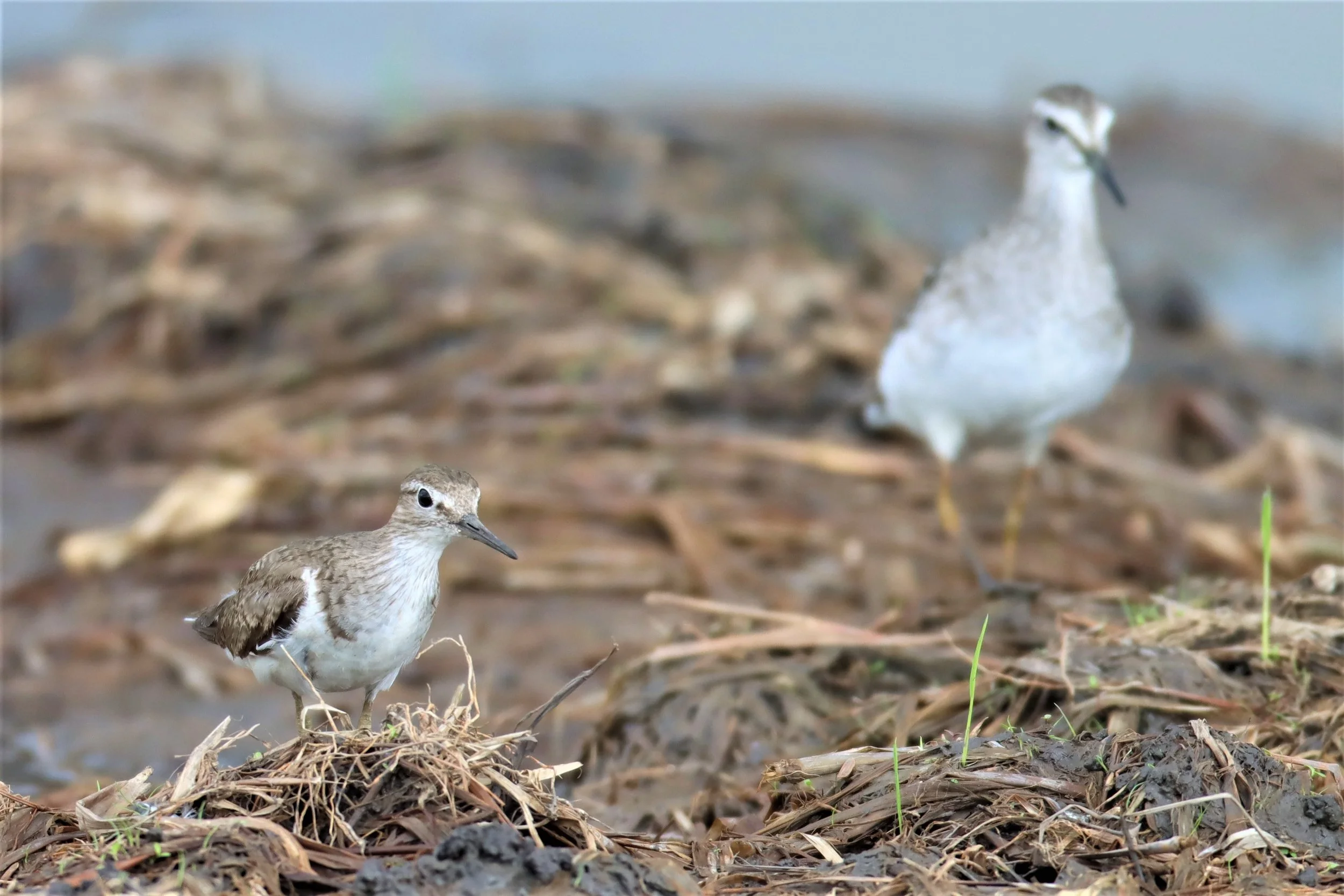 SANDPIPER - COMMON SANDPIPER - Actitus hypoleucos - PATHUM THANI RICE RESEARCH CENTER SEP 3 2021 (6).jpg