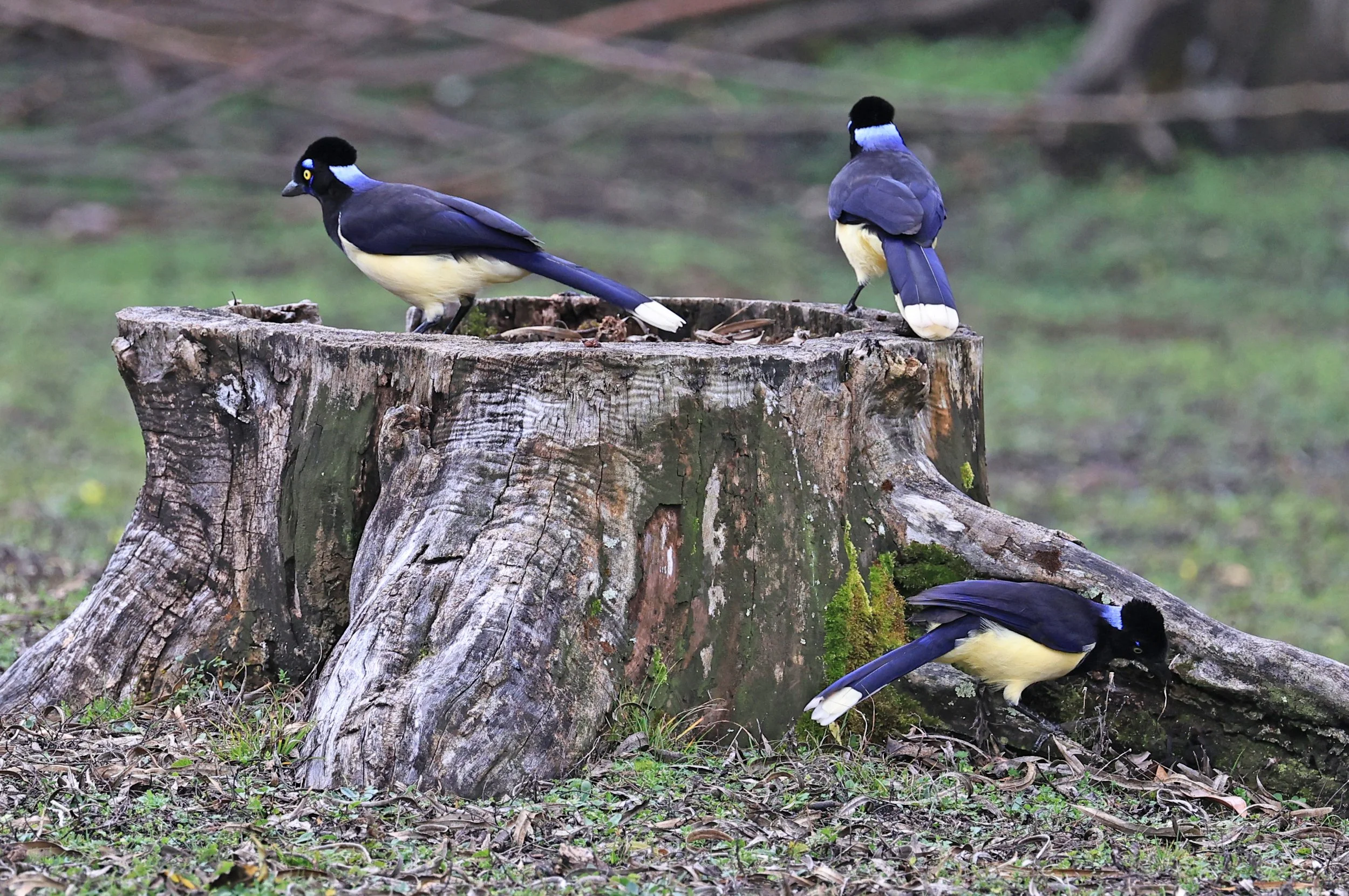 Plush-crested Jay (Cyanocorax chrysops) El Palmar National Park, Entre Rios, Argentina (29).jpg