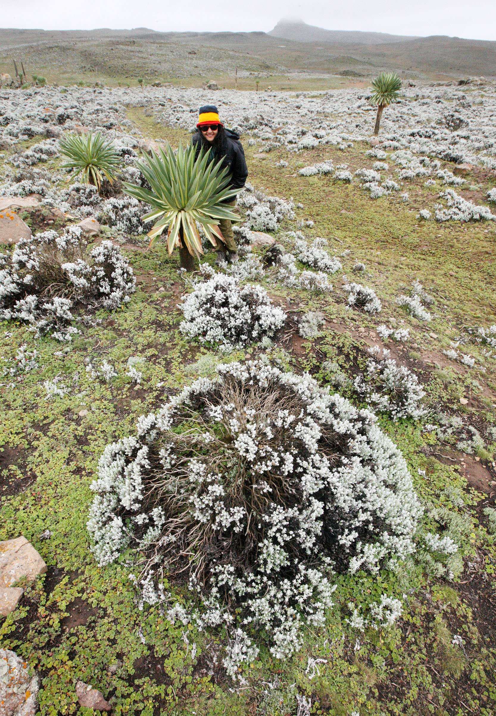 BALE MOUNTAINS NATIONAL PARK ETHIOPIA - SANETTI PLATEAU (31).JPG