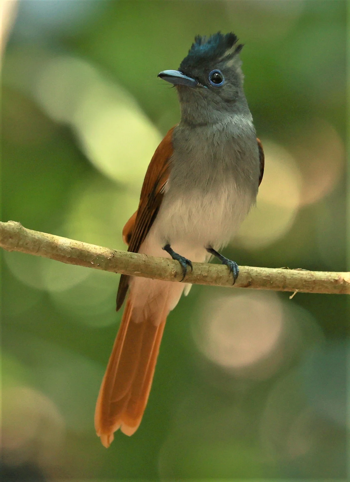 PARADISE-FLYCATCHER - BLYTH'S PARADISE-FLYCATCHER - Terpsiphone affinis - KRUNG CHING, KHAO LUANG NATIONAL PARK, THAILAND APRIL 2023 (80).jpg