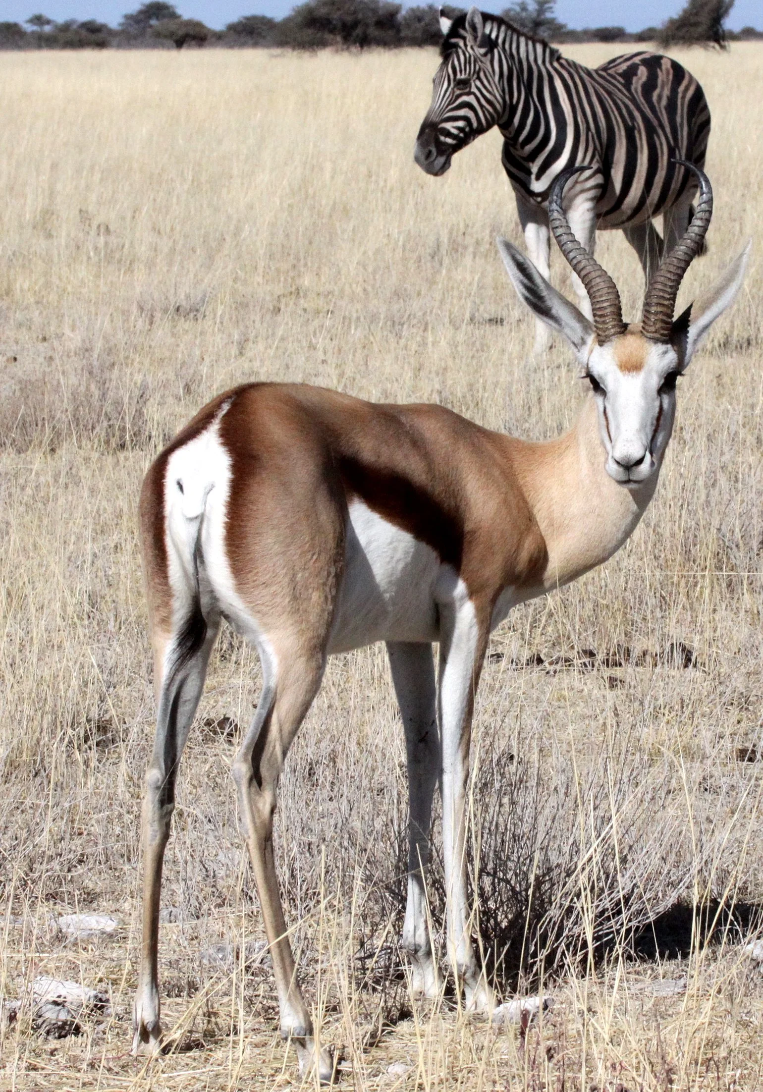 SPRINGBOK - ANGOLAN SPRINGBOK - Antidorcus angolensis - ETOSHA NATIONAL PARK NAMIBIA  (17).JPG