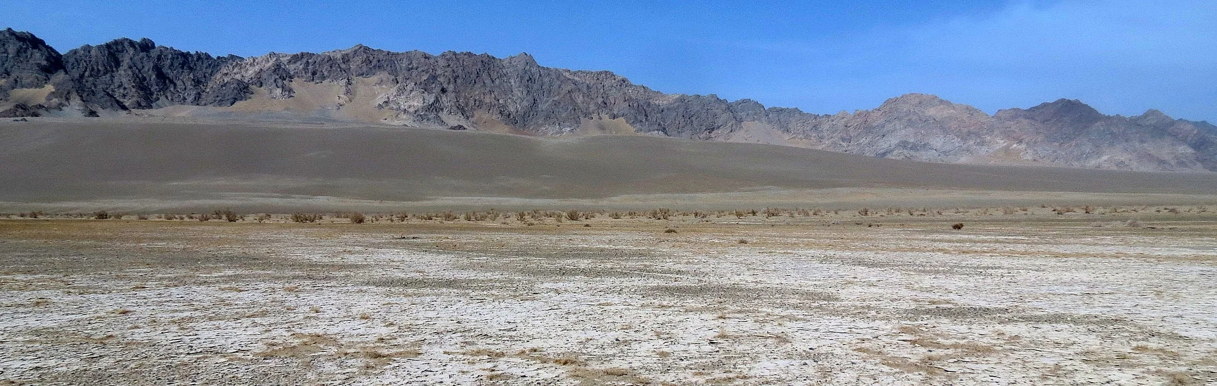 LOP NUR WILD BACTRIAN CAMEL RESERVE - XINJIANG CHINA (10).JPG