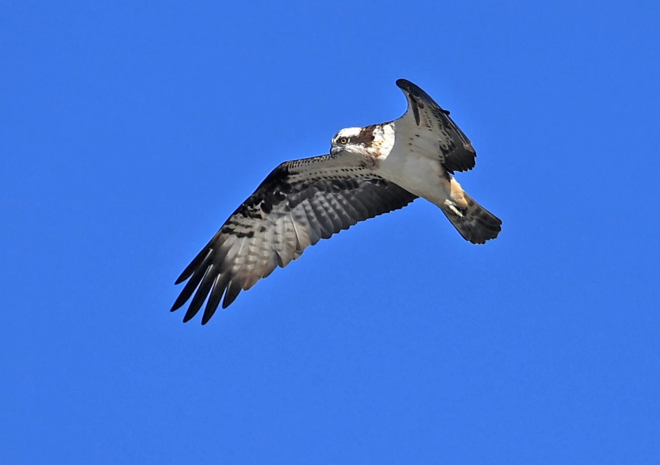 Western osprey (Pandion haliaetus) Shimotonda Sadowaracho Birding Ponds Miyazaki Kyushu Japan (12).jpg