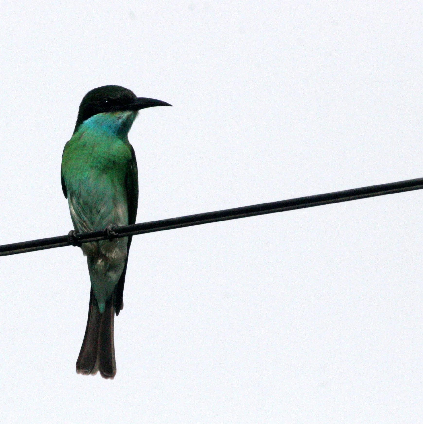 BIRD - BEE-EATER - BLUE-THROATED BEE-EATER - TABIN WILDLIFE RESERVE BORNEO (13).JPG