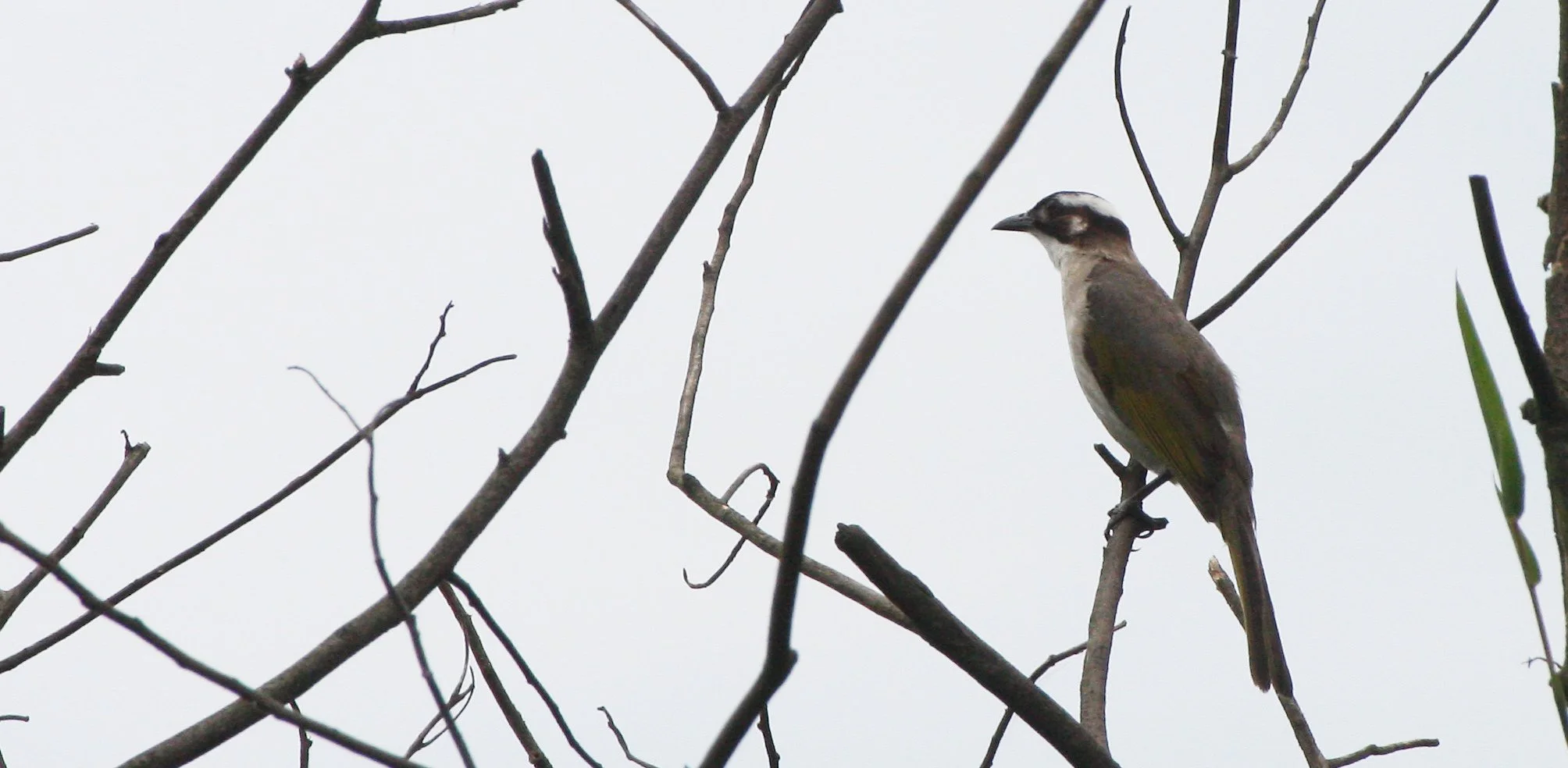 BIRD - JAY SPECIES POSSIBLY - TAIWAN  (13).JPG