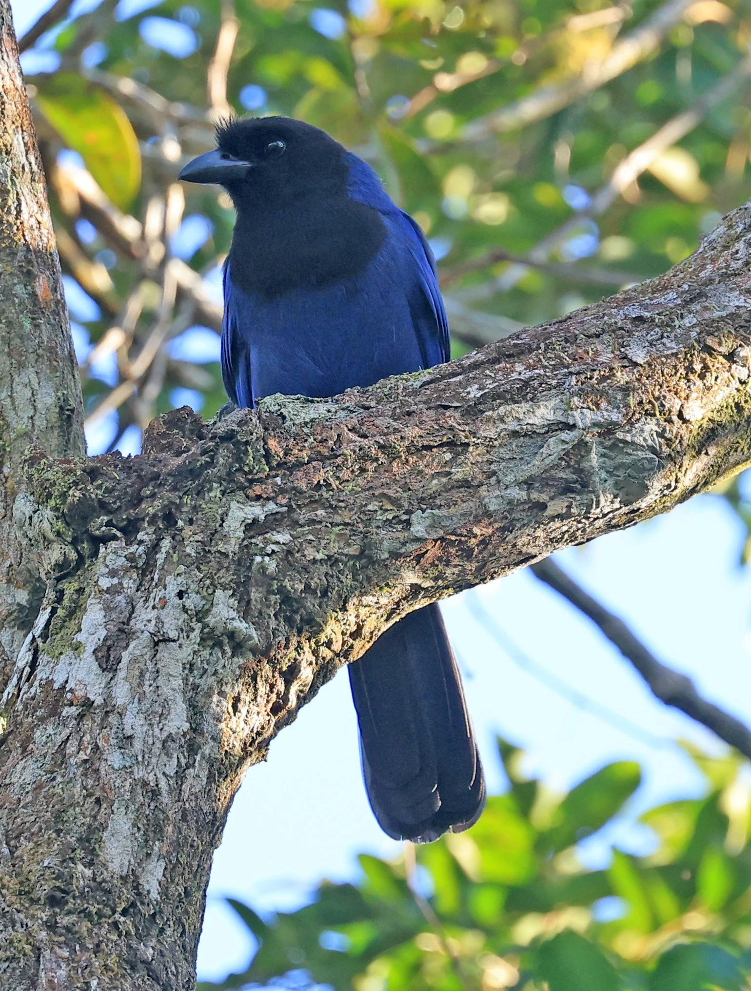 Azure Jay (Cyanocorax caeruleus) Superagui National Park, Brazil 