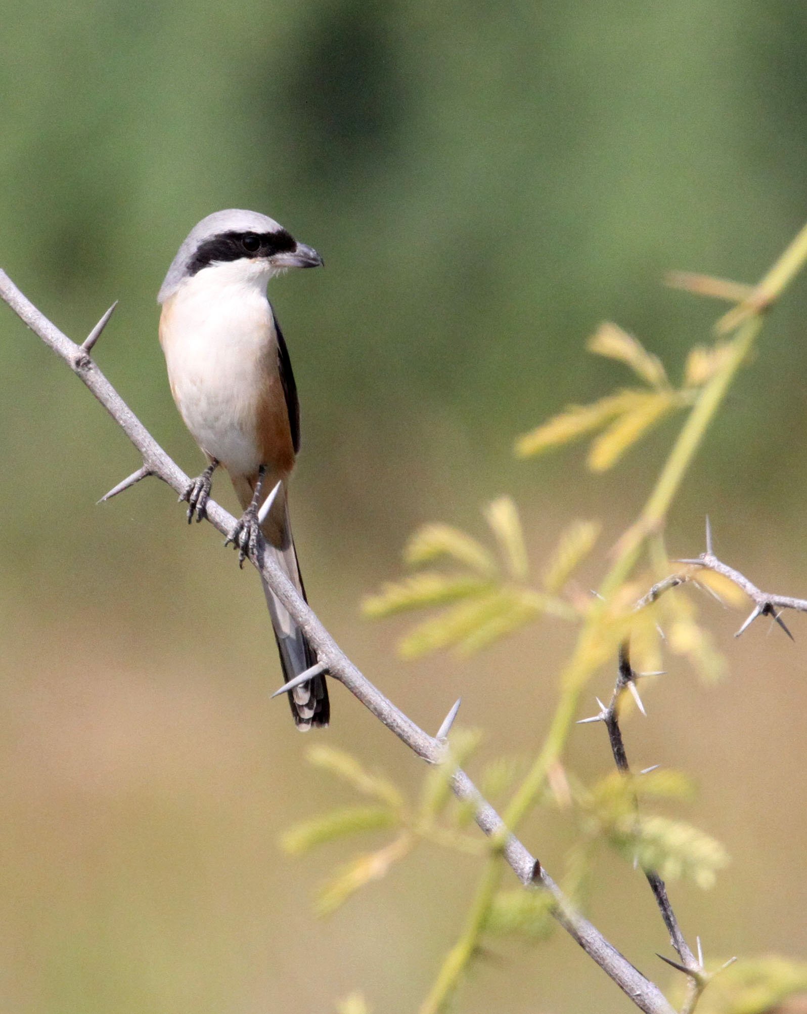 Long-tailed Shrike (Lanius schach) Blackbuck NP Gujarat India (1).JPG