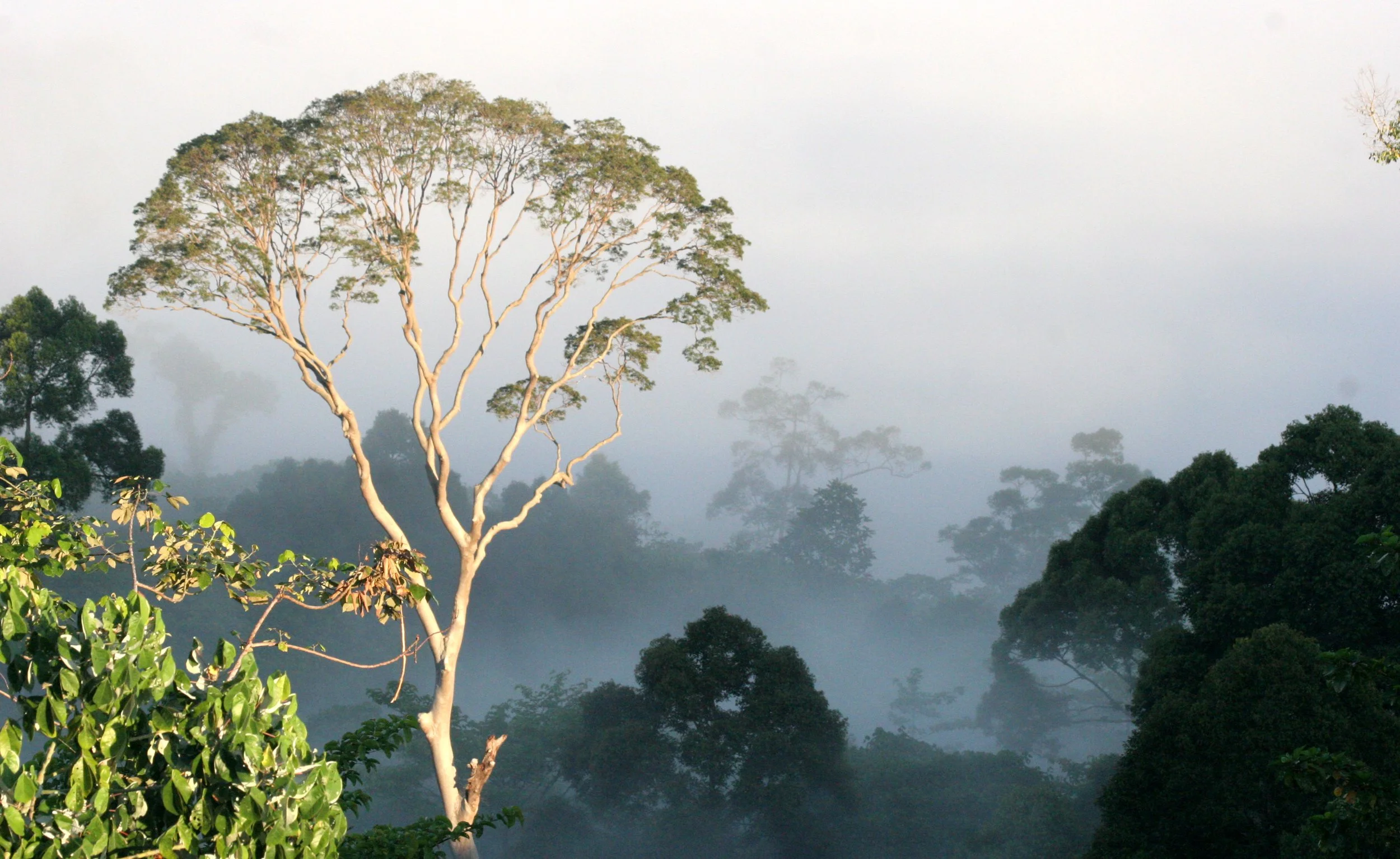 DANUM VALLEY BORNEO - SUNRISE OVER THE DANUM (60).JPG