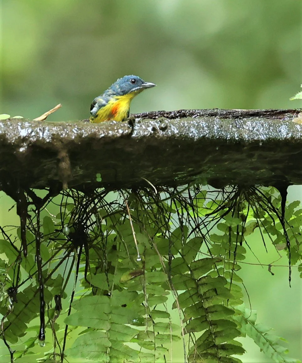 FLOWERPECKER - CRIMSON-BREASTED FLOWERPECKER - Prionochilus percussus - SRI PHANG NGA AREA SONGKRAN 2022 (22).jpg