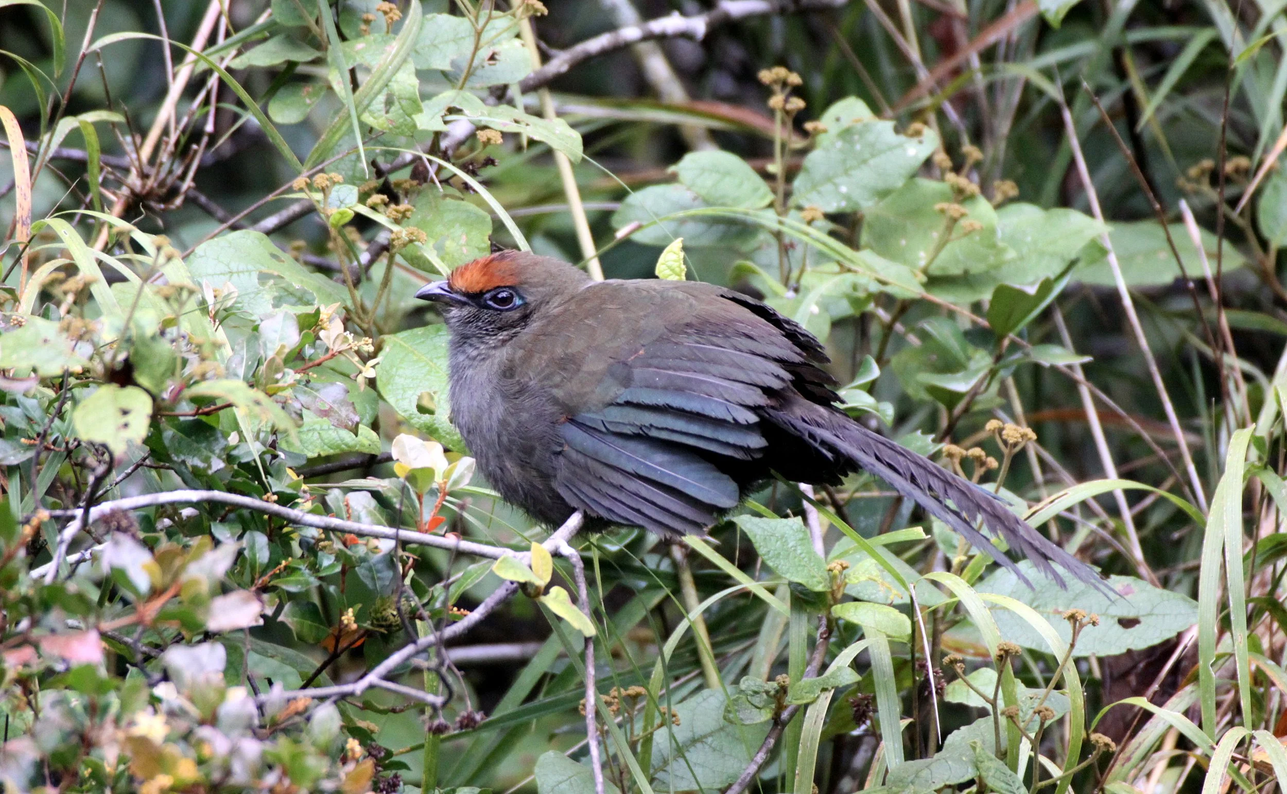 Red-fronted Coua (Coua reynaudii) Ranomafana NP Madagascar (5).JPG