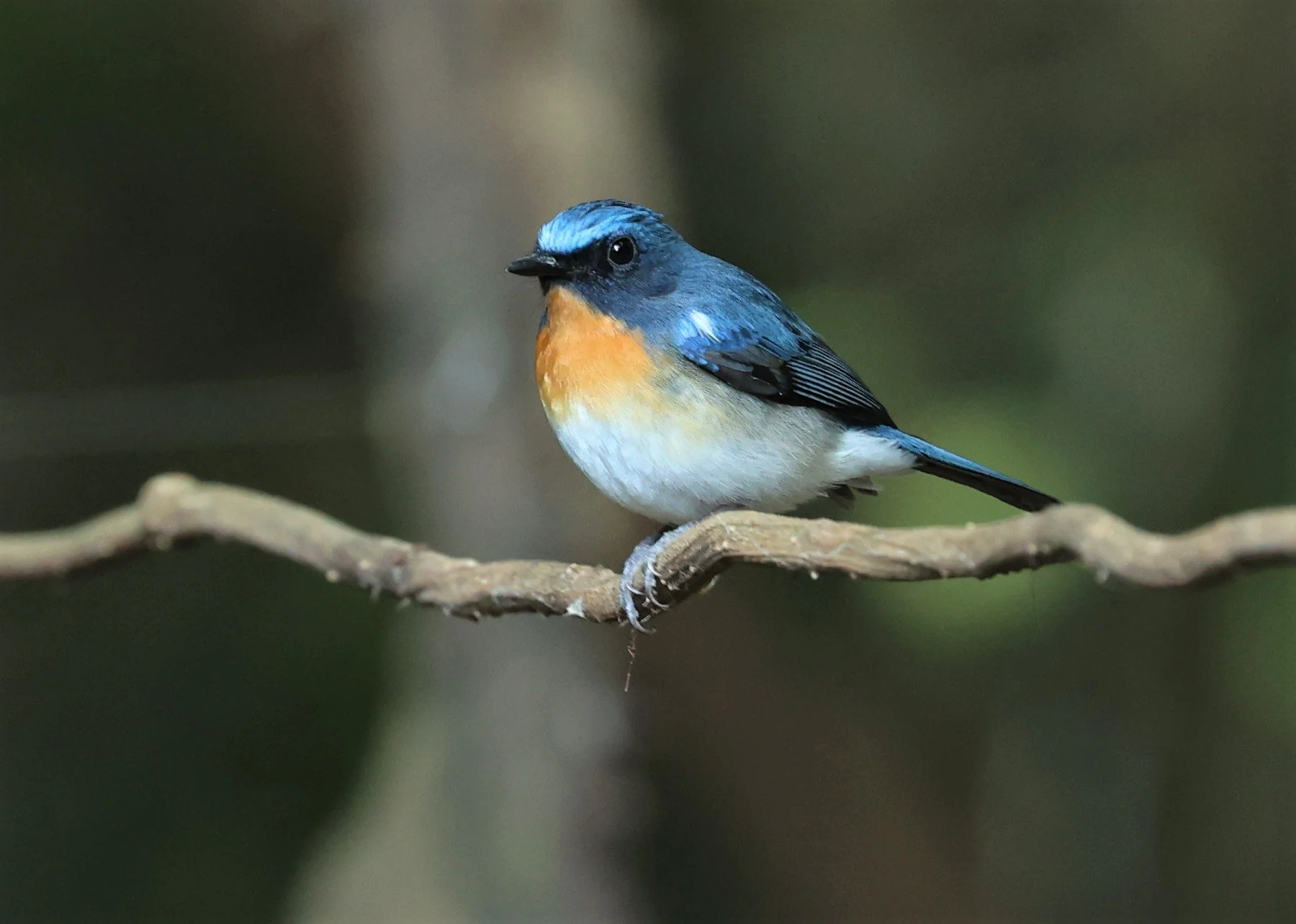 FLYCATCHER - INDOCHINESE BLUE-FLYCATCHER - Cyornis sumatrensis - PETCHABURI PROVINCE - NUY HIDE NEAR KAENG KRACHAN JAN 2022 (35).jpg