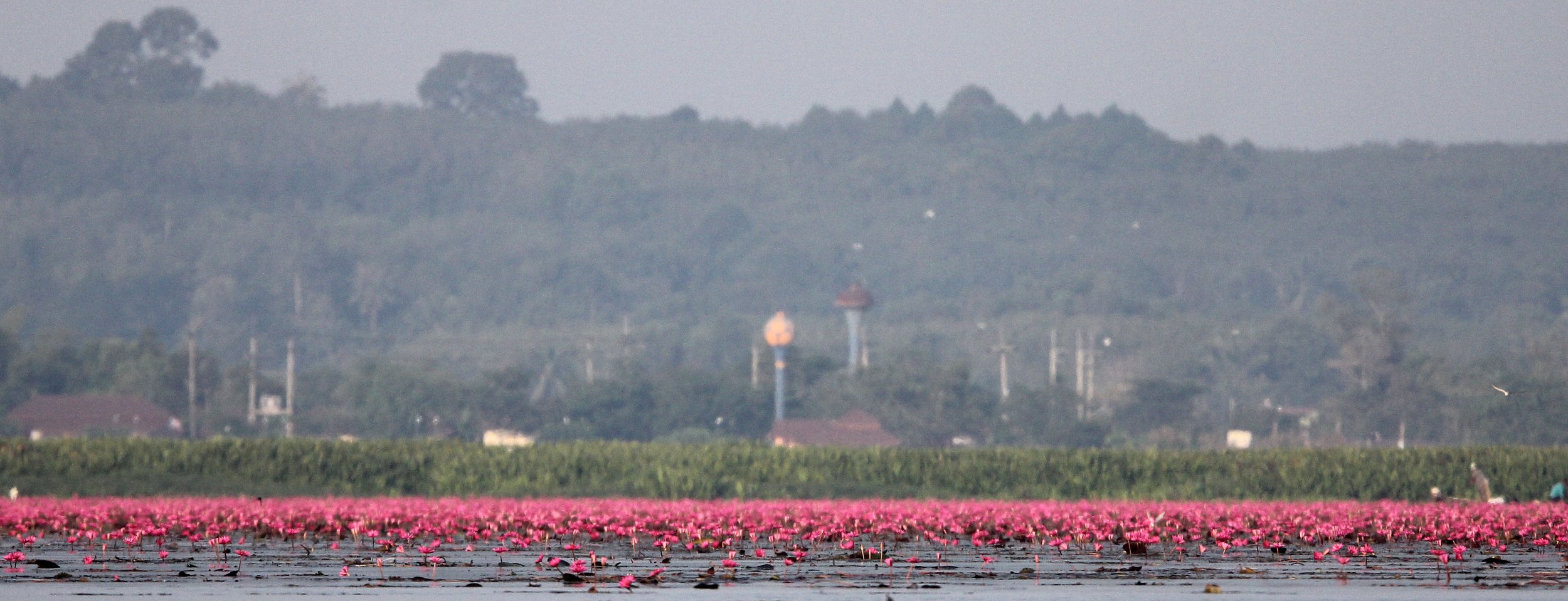 2018 Thale Noi Bird Sanctuary Patthalung (40).JPG
