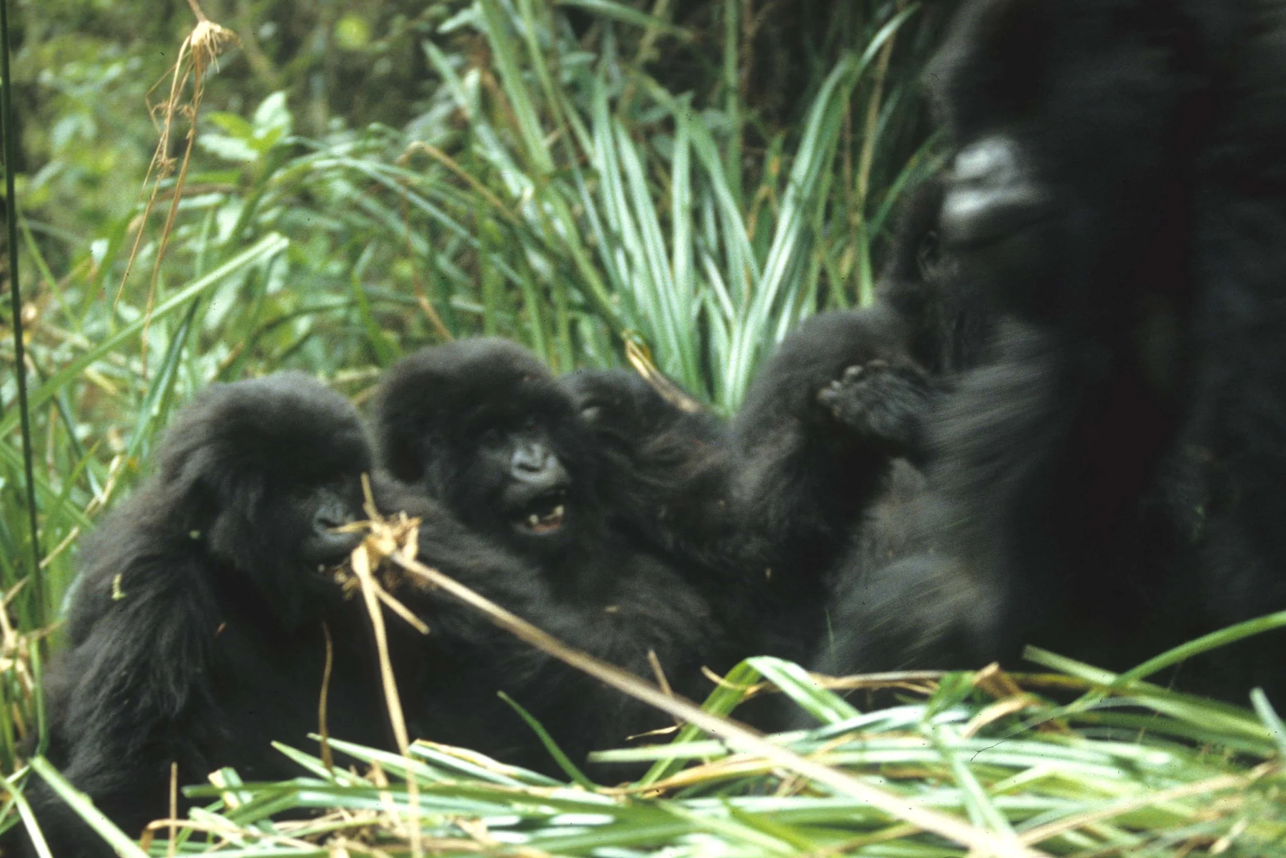 PRIMATE - GORILLA-RWANDA PARC DU VULCANS (99).jpg