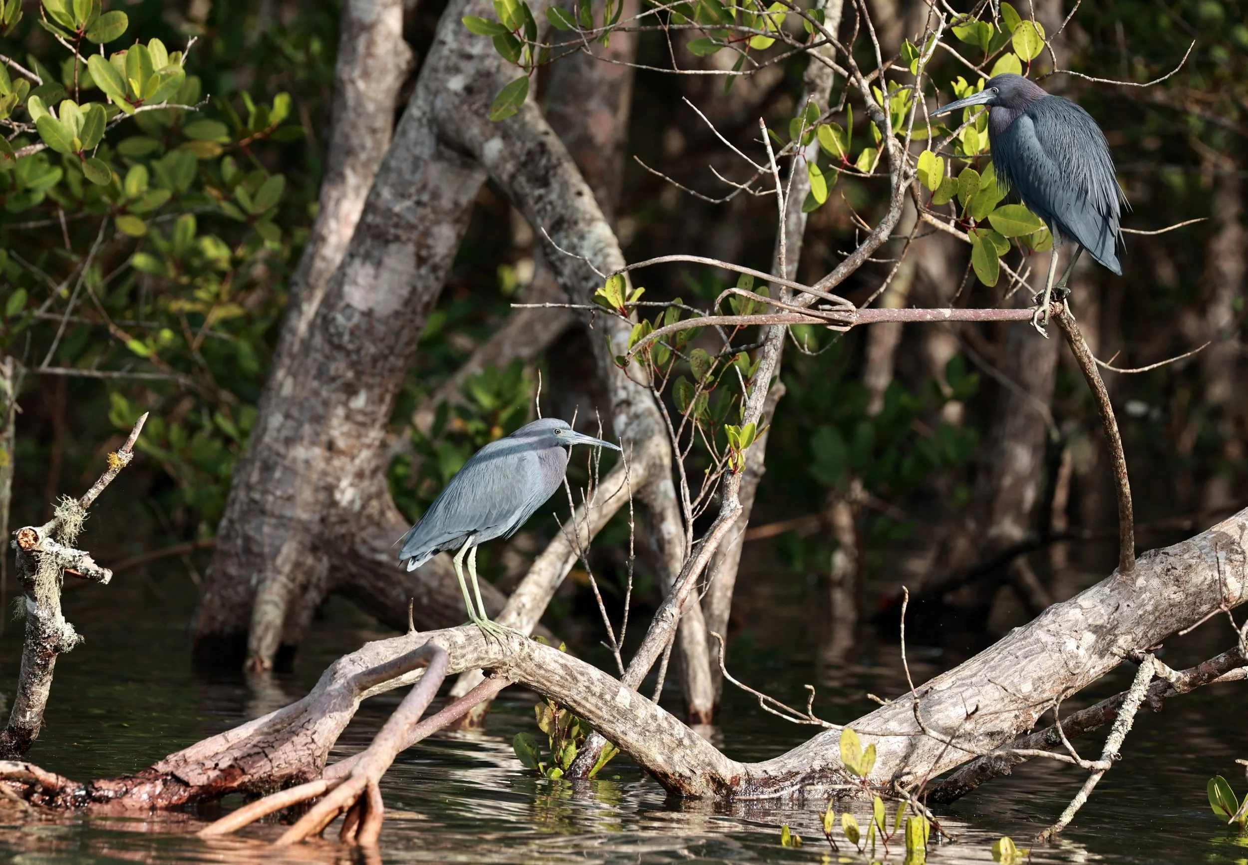 Little Blue Heron (Egretta caerulea) Superagüi National Park, Brazil (12).jpg