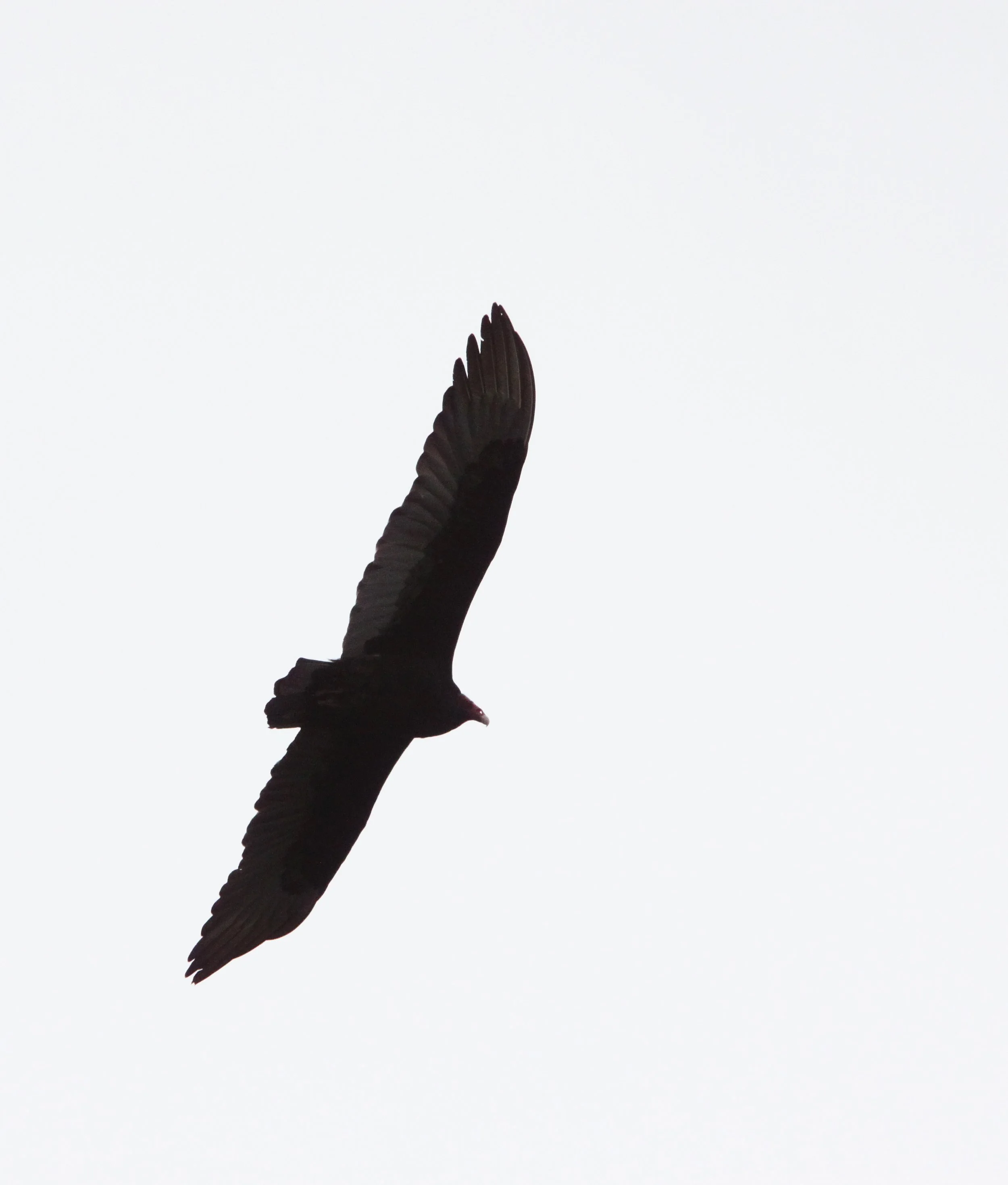 Gymnogyps californianus - CALIFORNIA CONDOR - PINNACLES NATIONAL MONUMENT CALIFORNIA (11).JPG