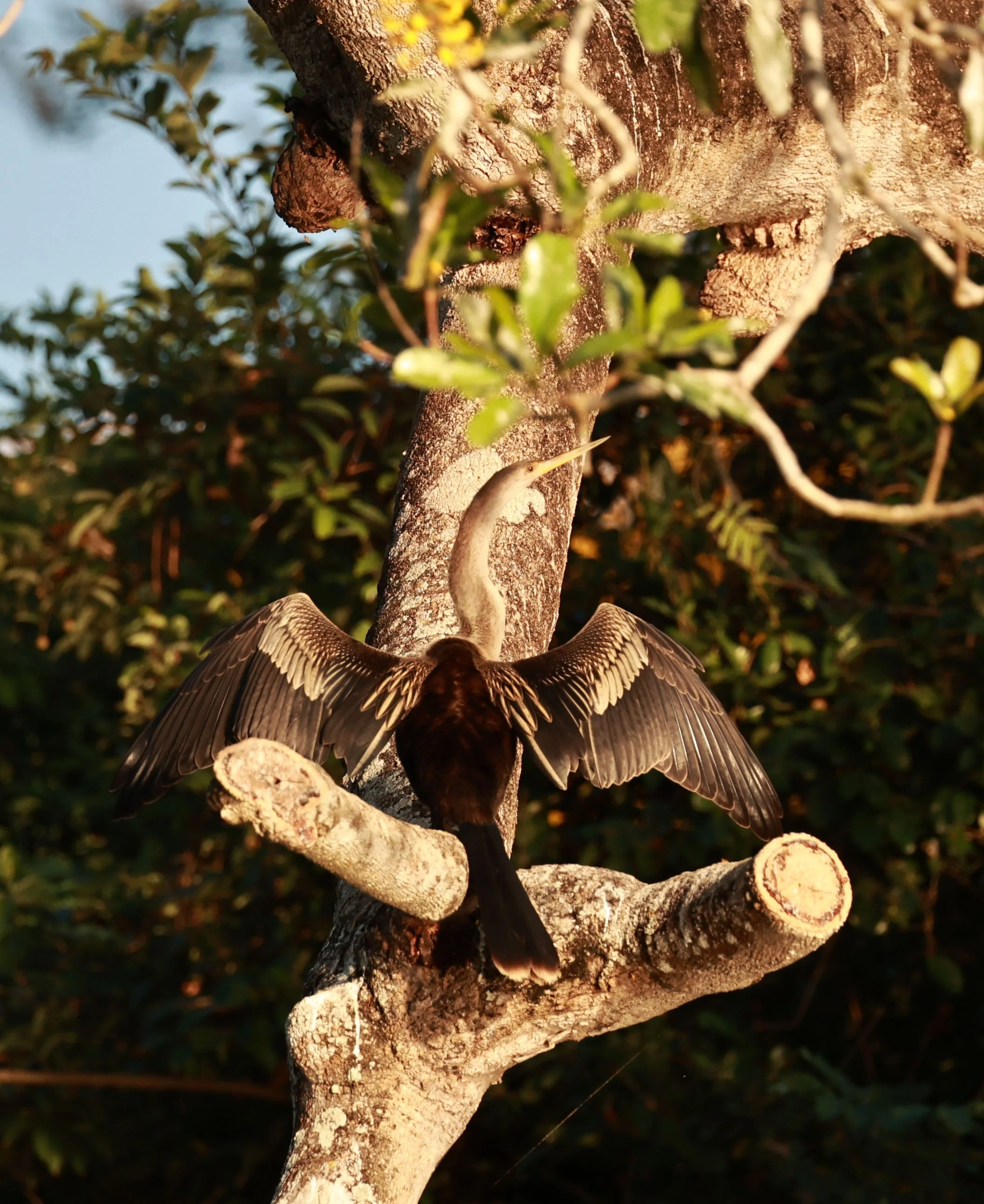 Anhinga - Anhinga anhinga - Pantanal, Encontro das Águas State Park, Porto Jofre, Cuiaba River, Brazil day 3 (4).jpg