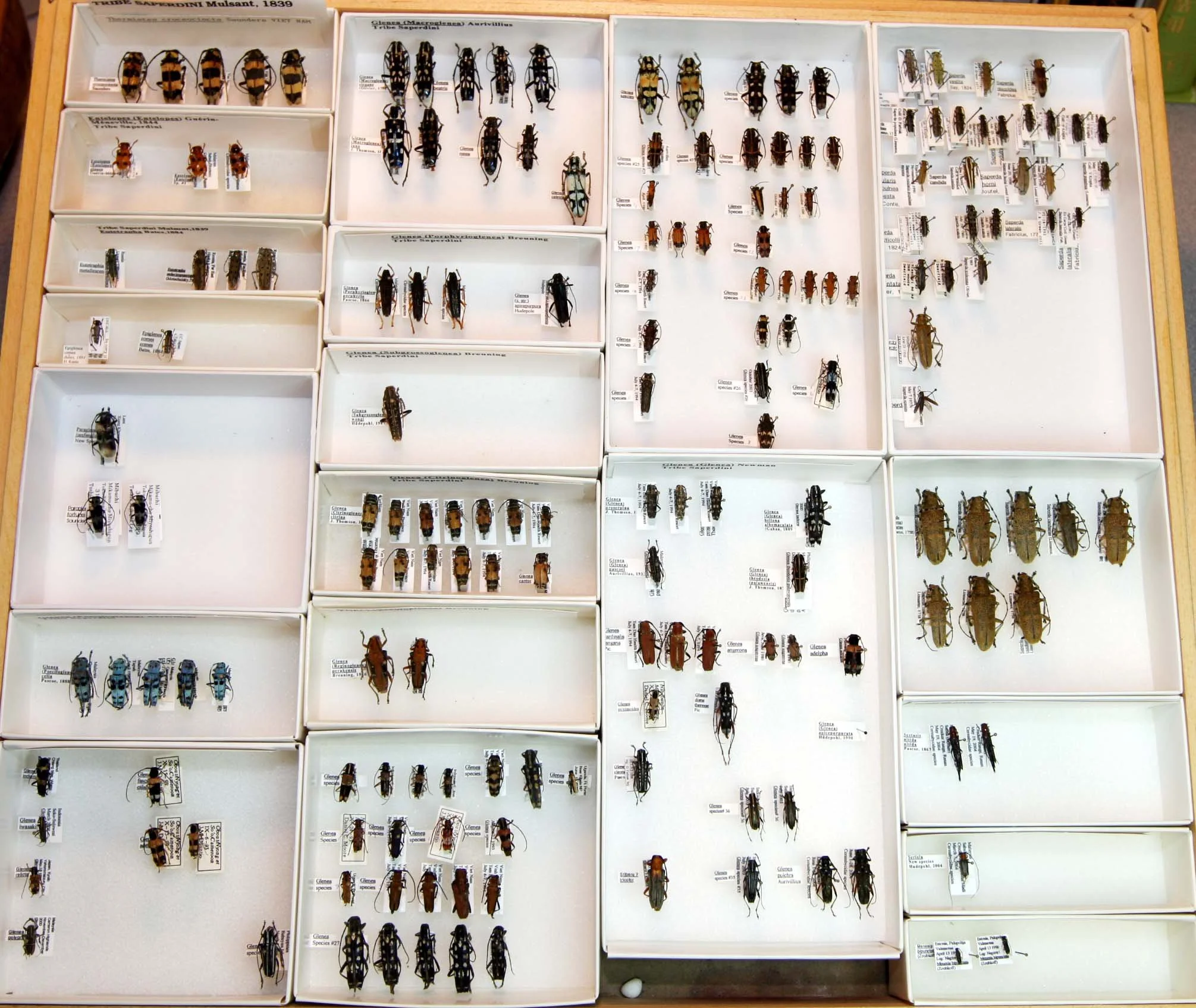 29 Lamiinae - Saperdini.JPG