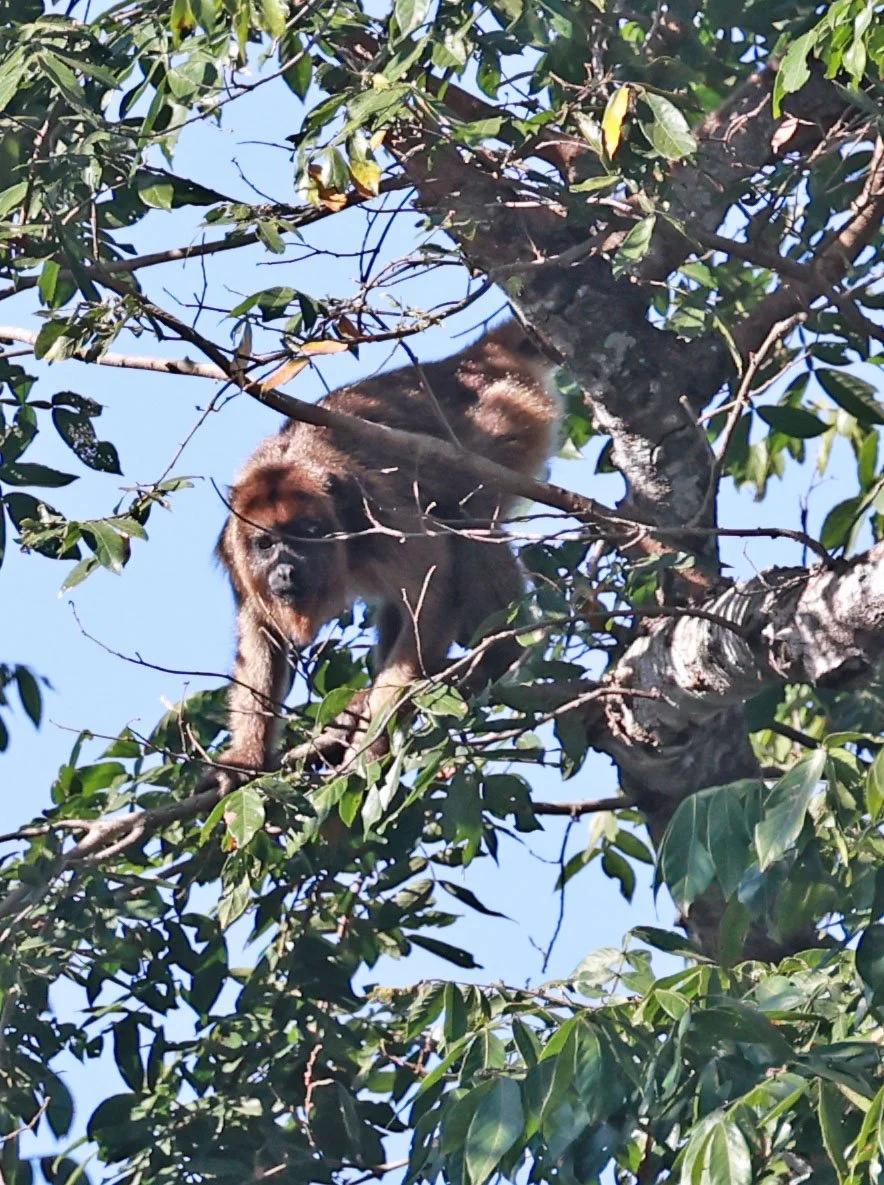 Atelidae - Alouatta caraya - Black Howler - Pousada Aguape - Fazenda São José Zona Rural, Aquidauana, Mato Grosso do Sul, Brazil (125).jpg