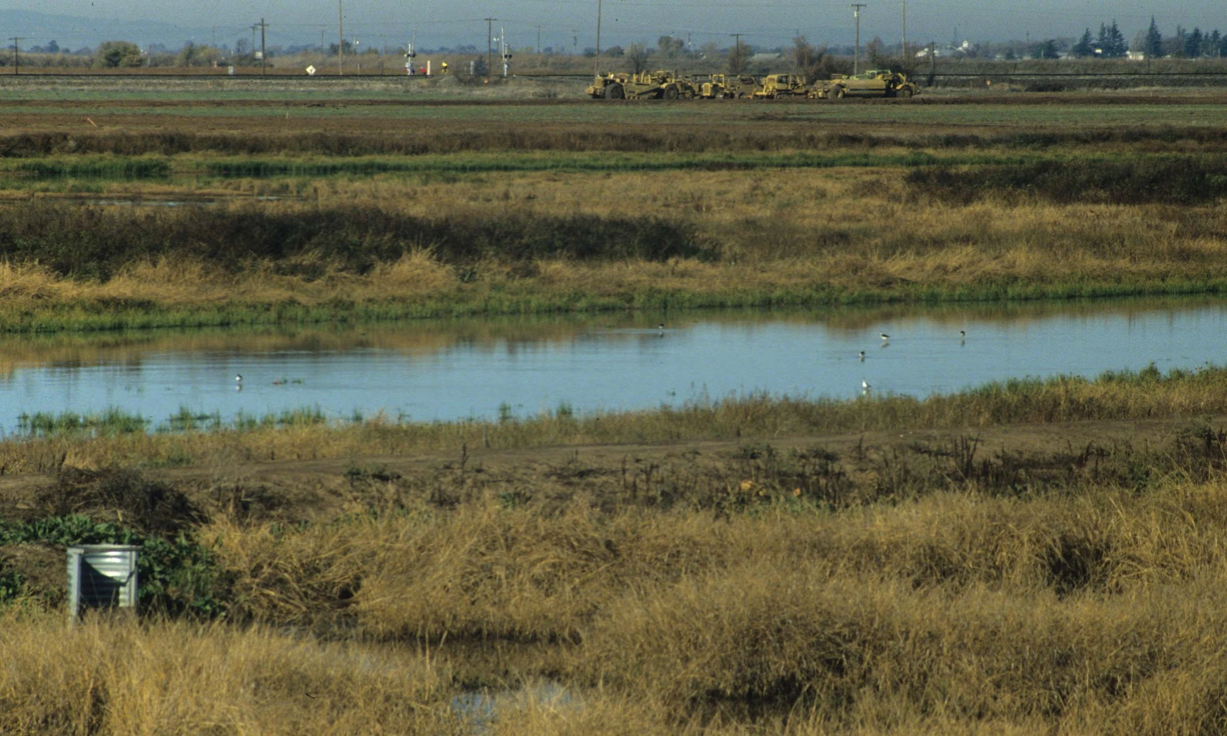 CALIFORNIA - COSUMNES RIVER PRESERVE C.jpg