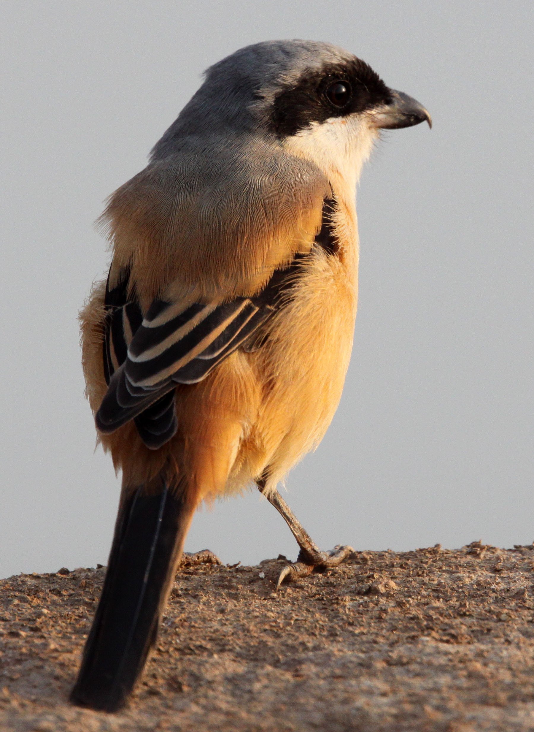 Long-tailed Shrike (Lanius schach) Poyang Lake Jiangxi Province China (5).JPG