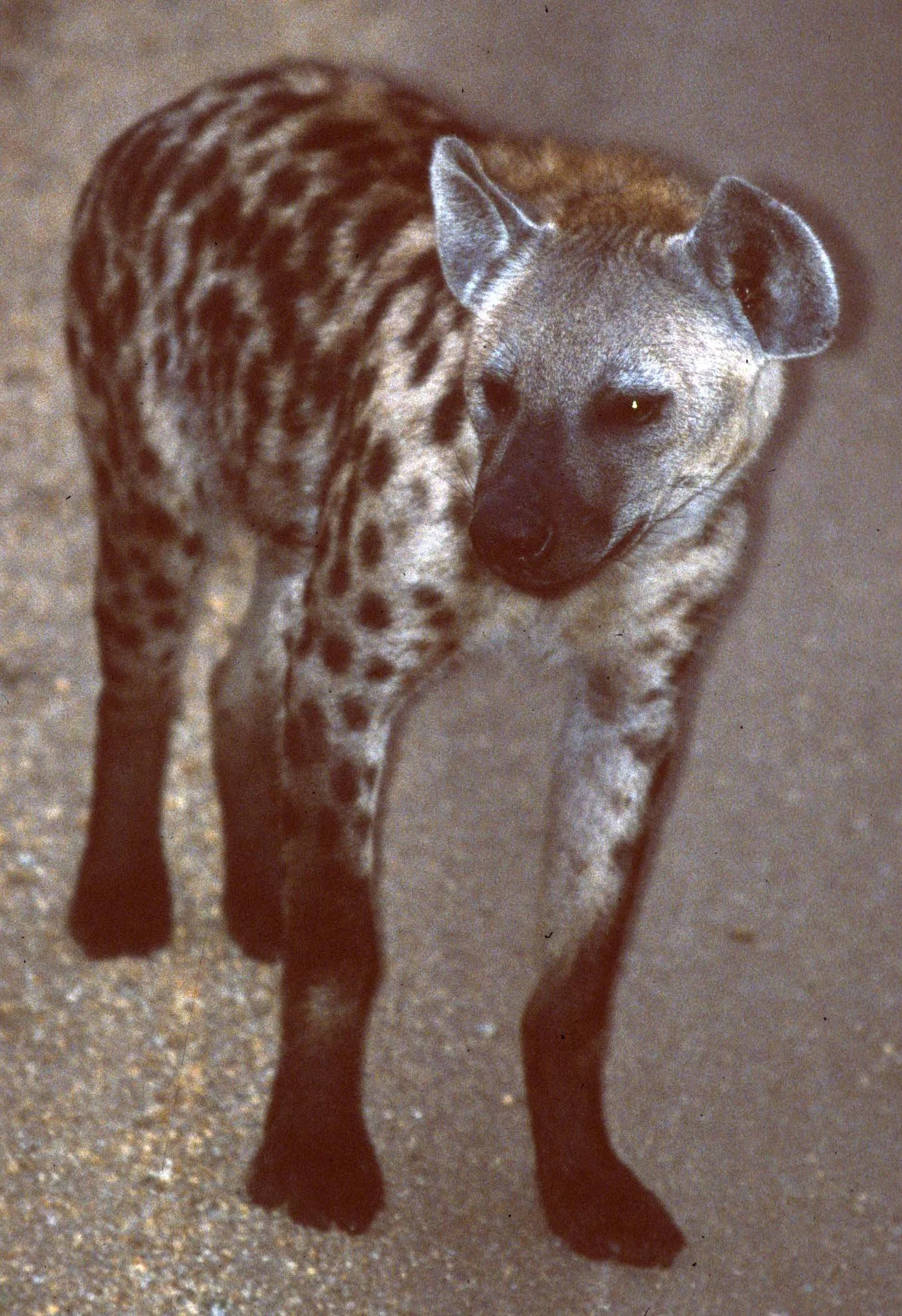 HYENA - SPOTTED - UGANDA 3A.jpg