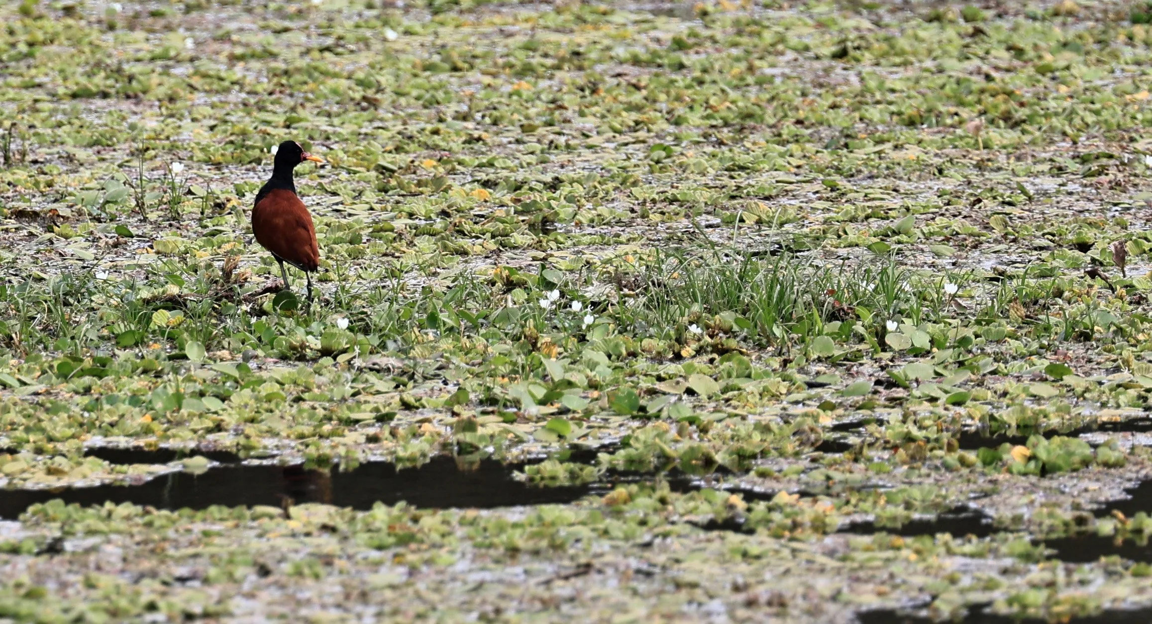 Wattled Jacana (Jacana jacana) Agua Dulce Paraguay (2).jpg