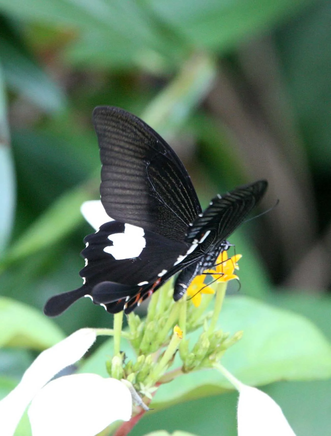 SON TRA PENINSULA DA NANG VIET NAM (12).JPG