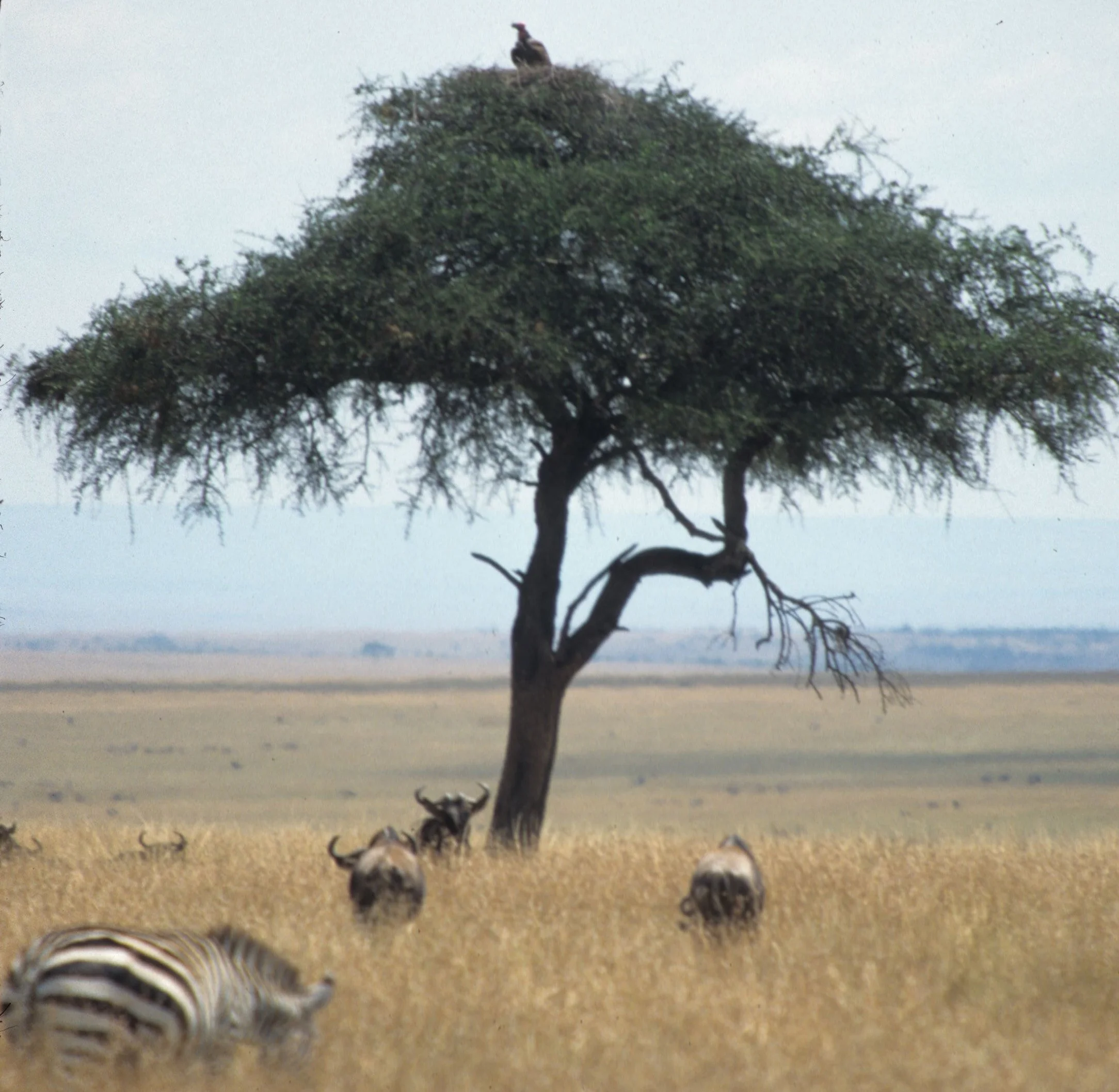 SERENGETI - ACACIA F.jpg