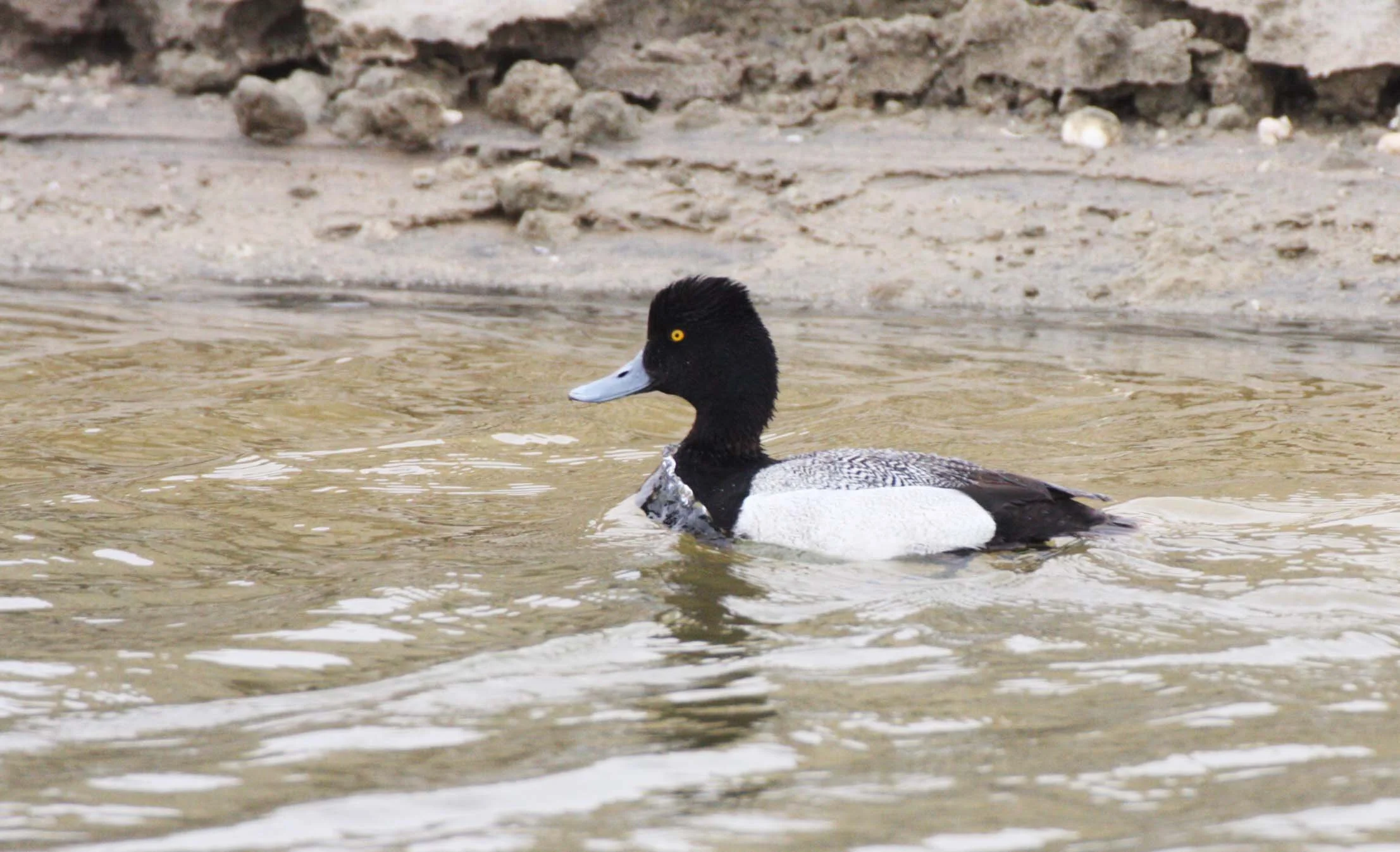 DUCK - LESSER SCAUP - Aythya affinis - OJO DE LIEBRE LAGOON BAJA MEXICO (8).JPG