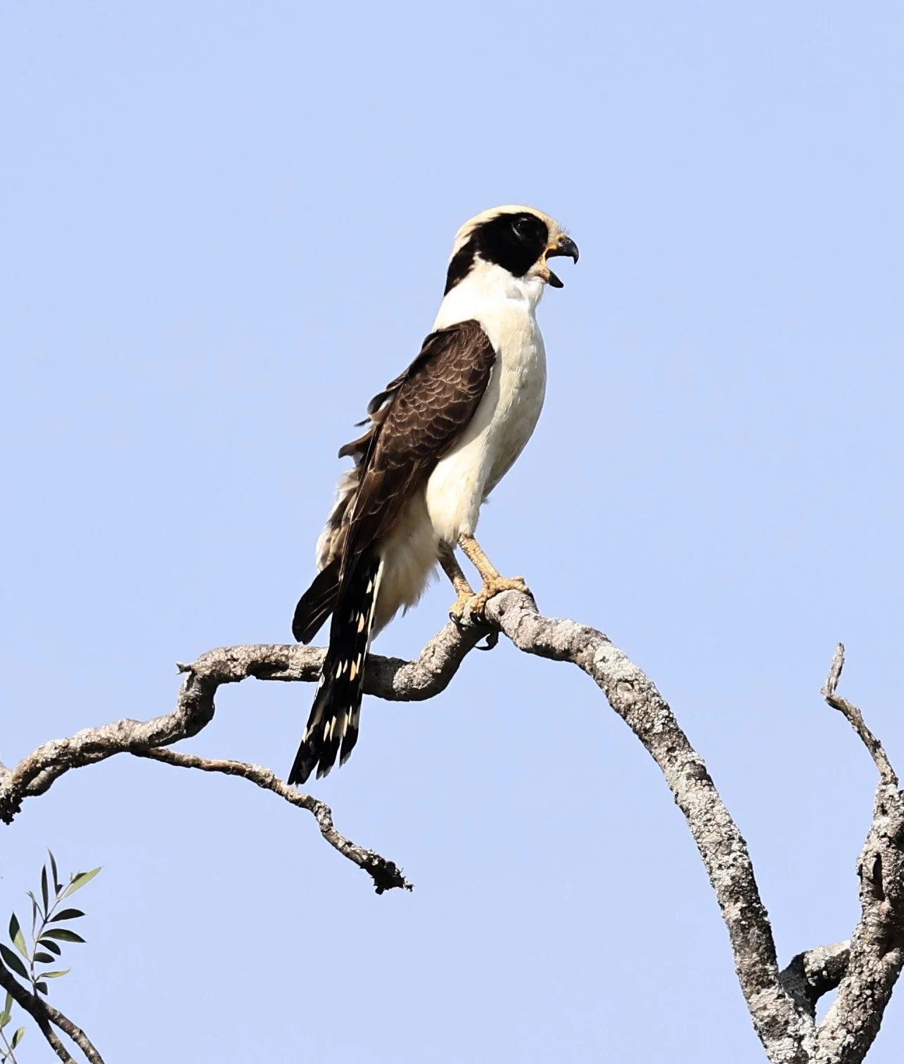 Laughing Falcon (Herpetotheres cachinnans) Reserva Natural Canada el Carmen, Paraguay (19).jpg