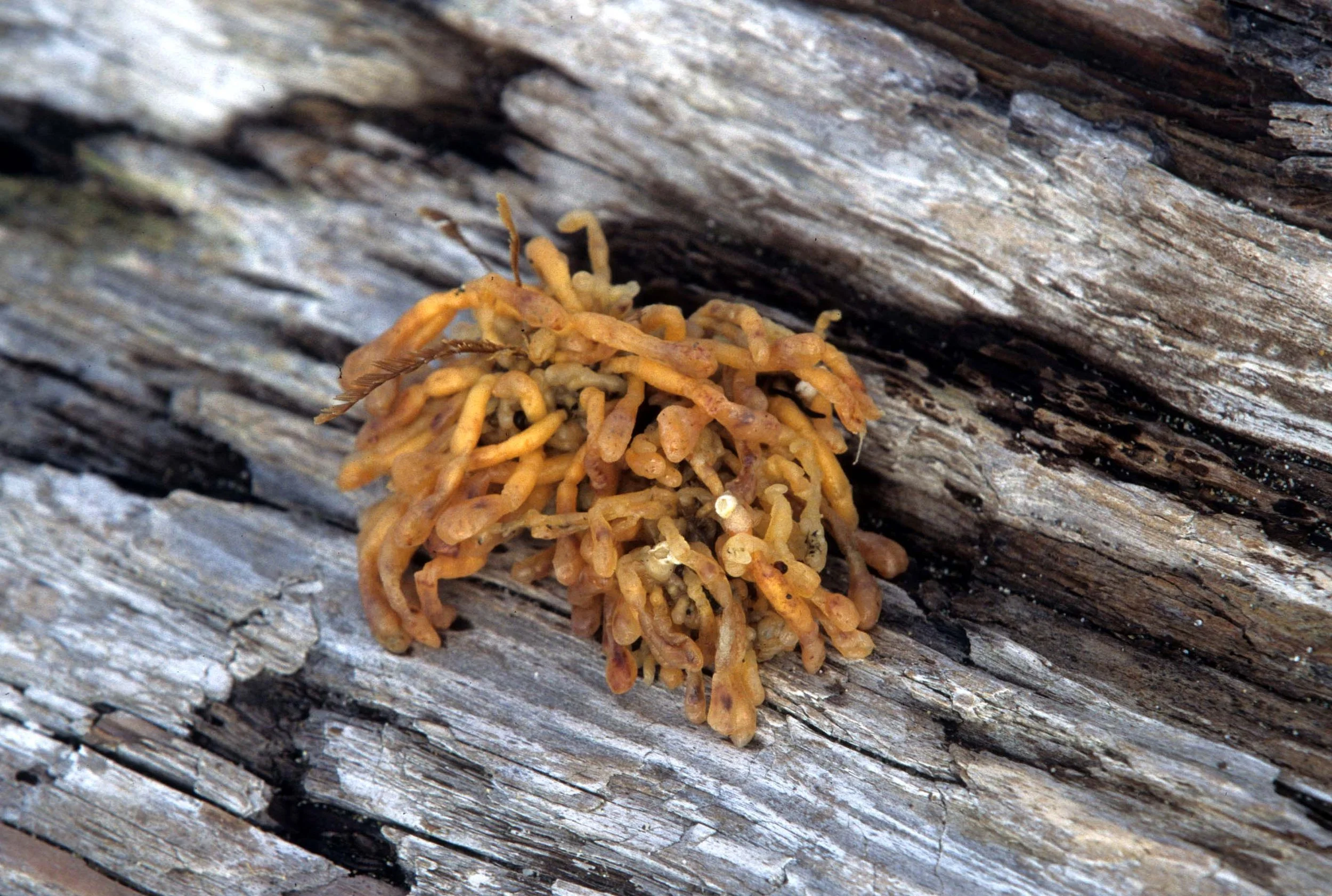 CALIFORNIA - BODEGA BAY - MARINE ALGAE SPECIES (10).jpg
