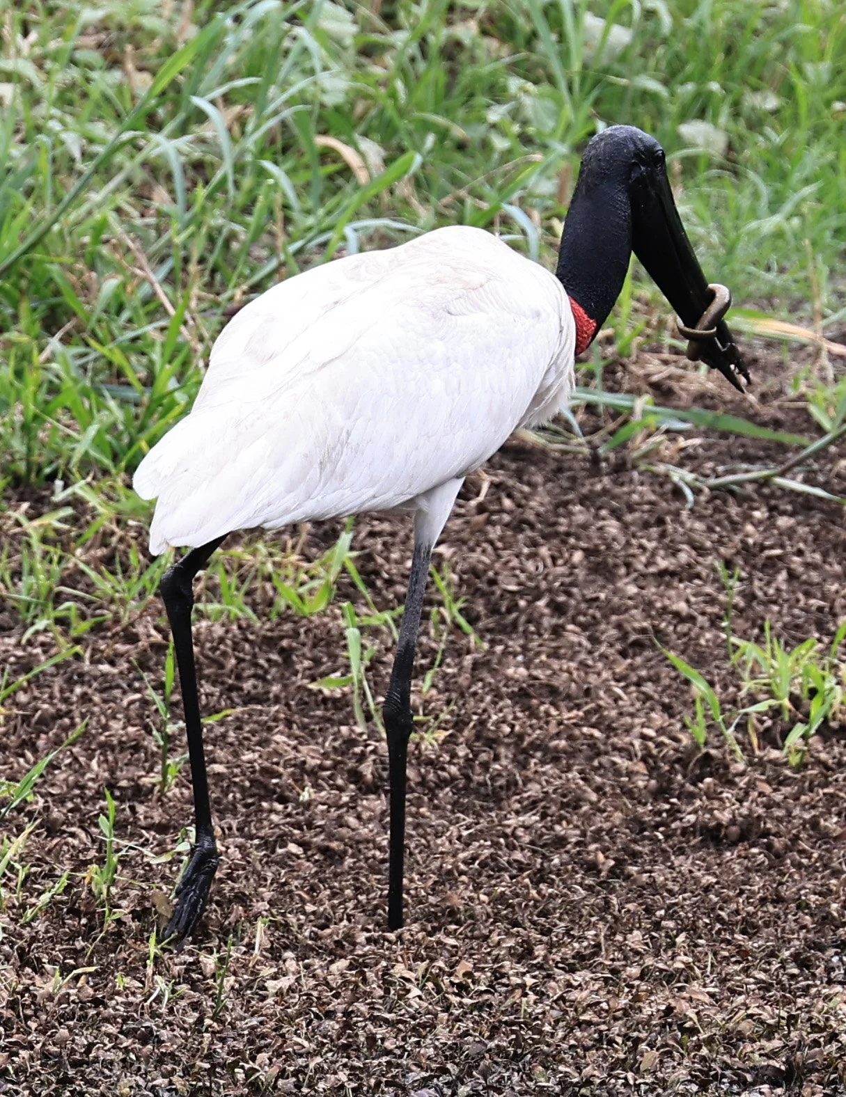 Jabiru (Jabiru mycteria) Agua Dulce Paraguay (6).jpg