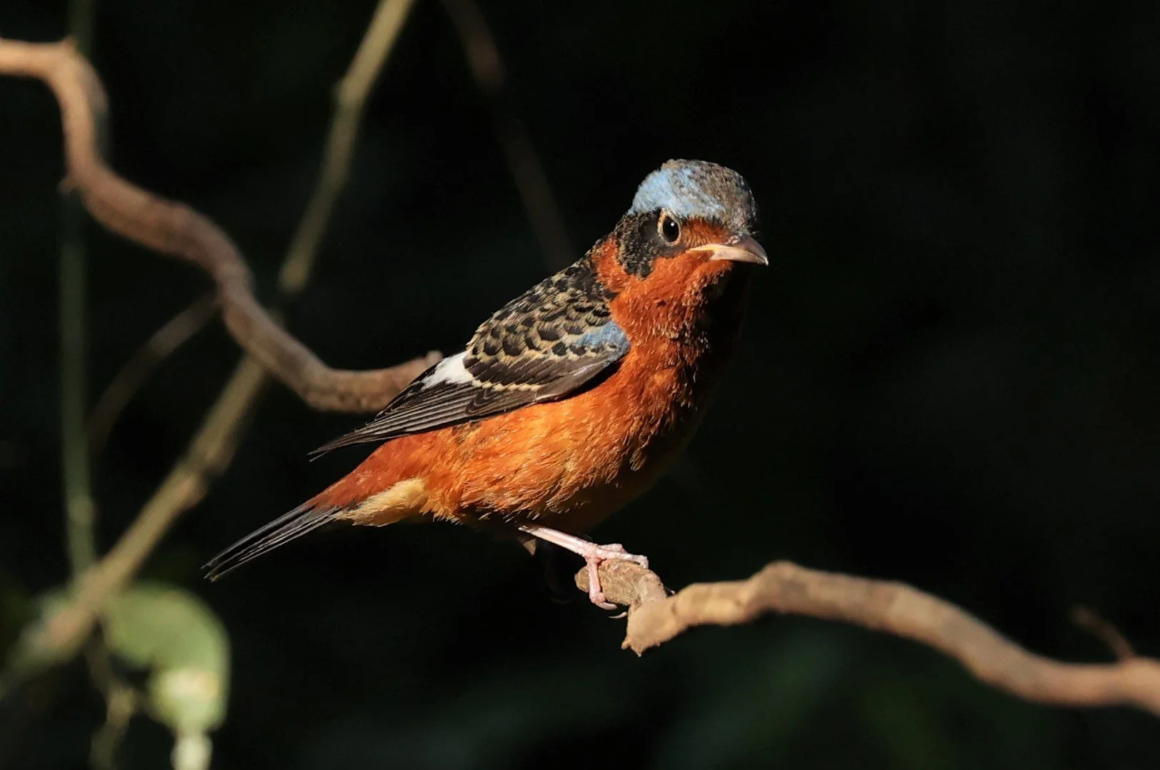 ROCK-THRUSH - WHITE-THROATED ROCK-THRUSH - Monticola gularis - WAT THAM PRATHUM CHONBURI JAN 30 2022 (42).jpg