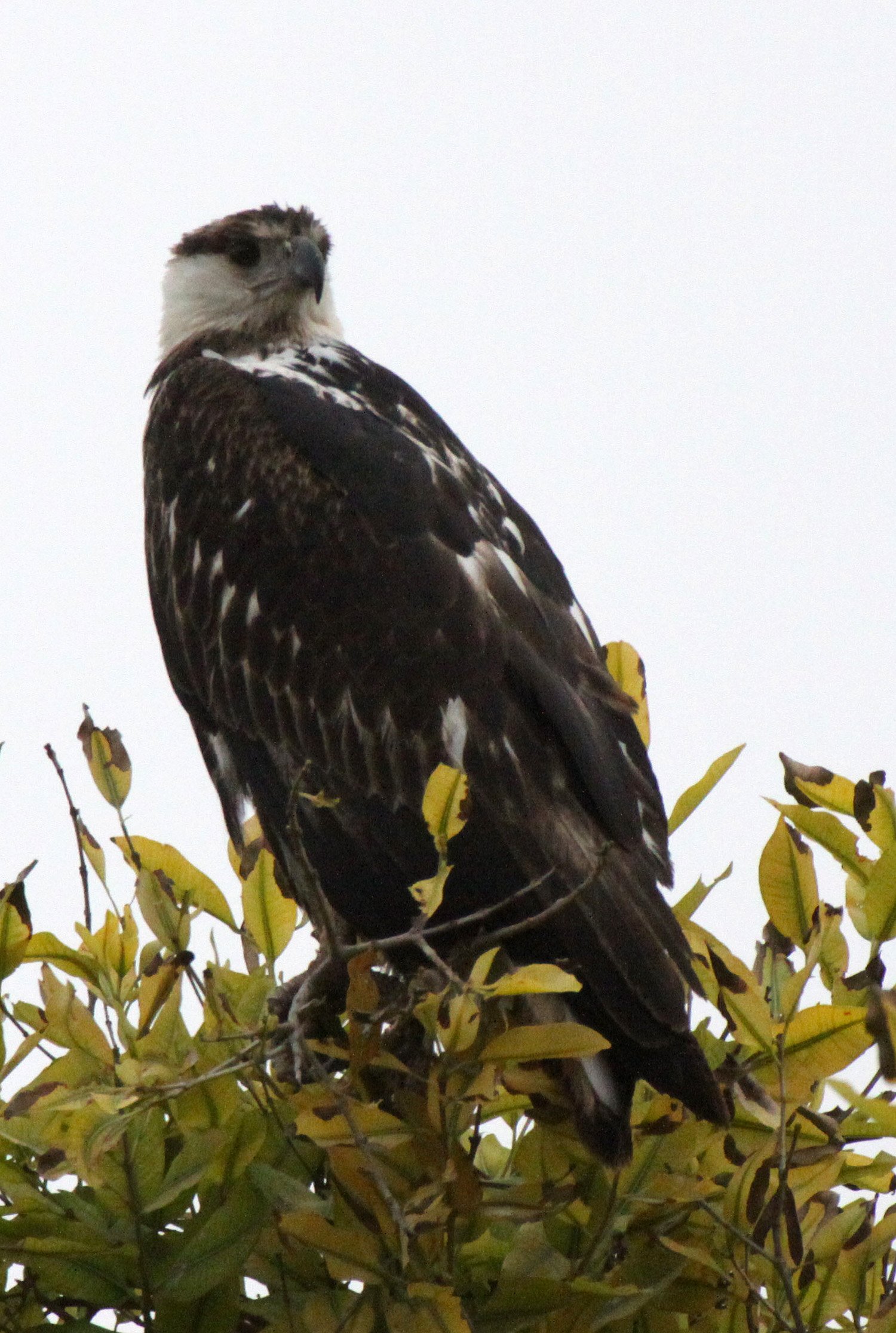 Haliaeetus vocifer - AFRICAN FISH EAGLE - ZIWAY LAKE ETHIOPIA (4).JPG