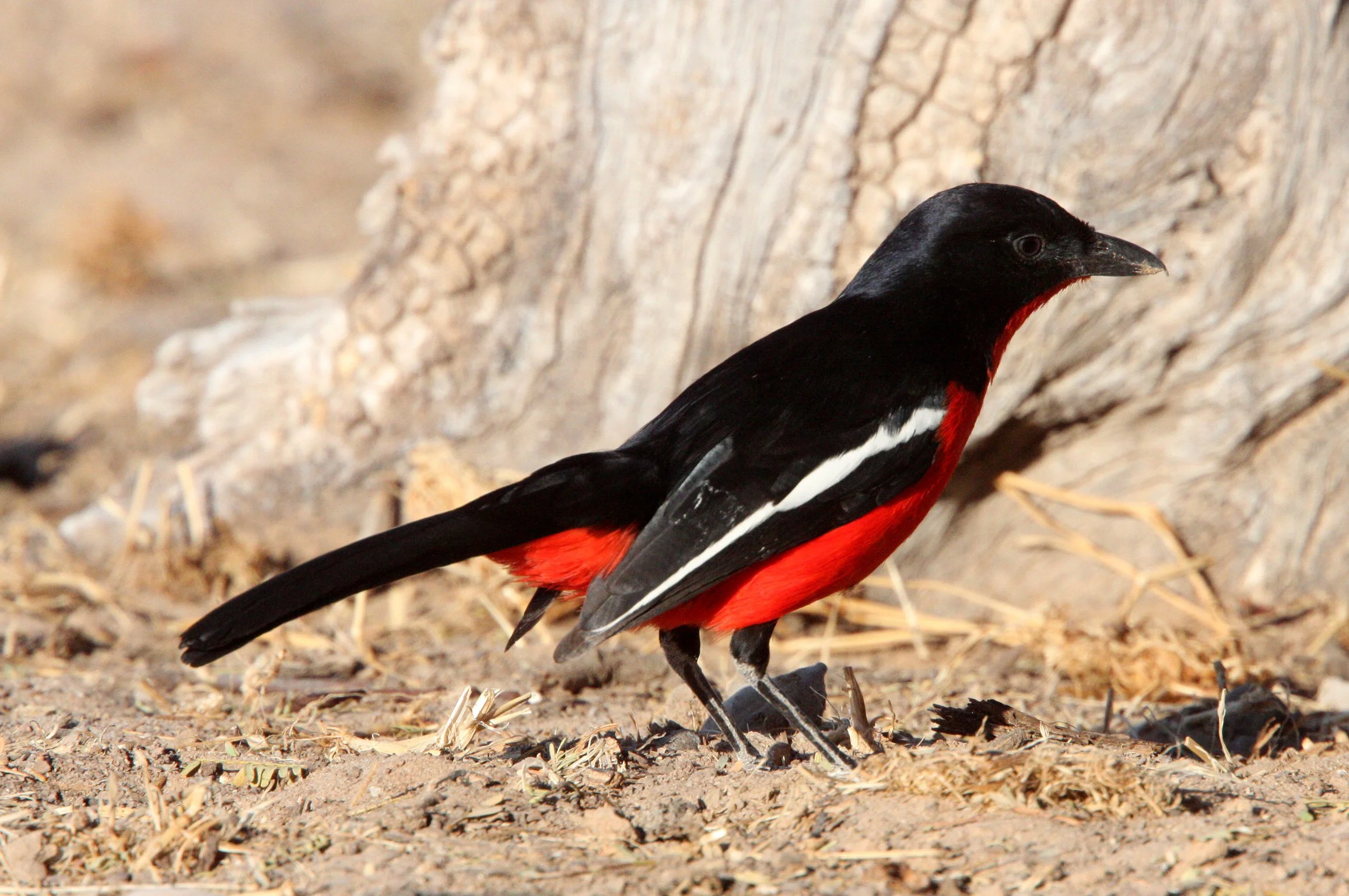 Crimson-breasted Shrike (Laniarius atrococcineus) Kgalagadi NP South Africa (3).JPG