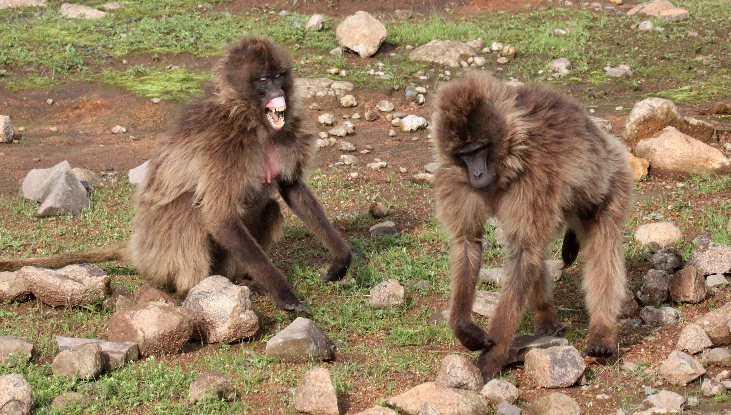 CERCOPITHECIDAE - Theropithecus gelada - GELADA - SIMIEN MOUNTAINS NATIONAL PARK ETHIOPIA (1575).JPG