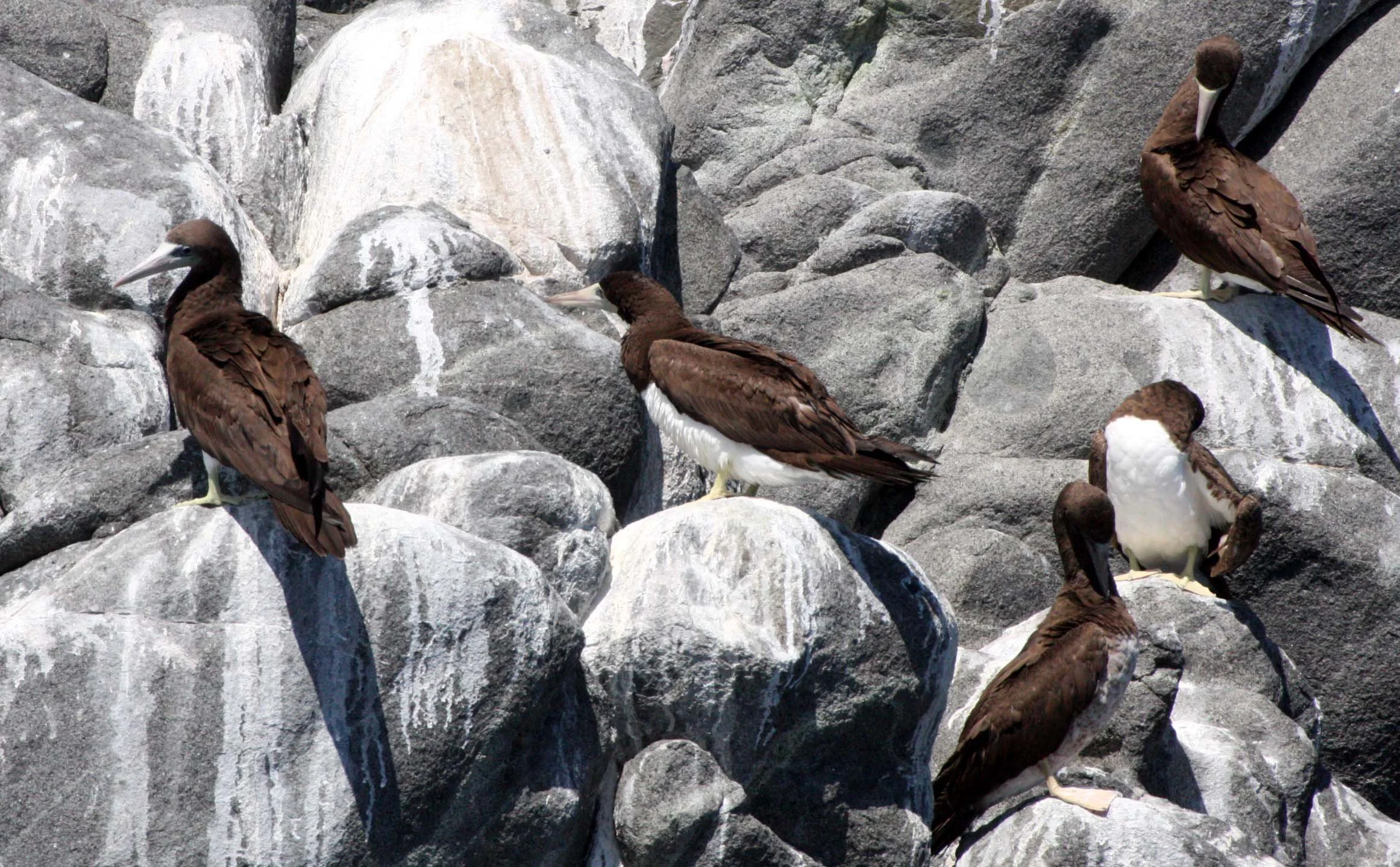 Brown Booby (Sula leucogaster) Santa Catalina Island Baja Mexico (2).JPG