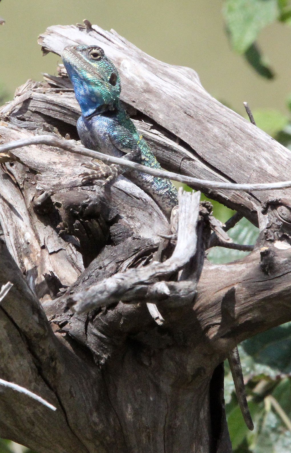 Acanthocercus atricollis - BLUE NECKED AGAMA - MASAI MARA NATIONAL PARK KENYA (11).JPG