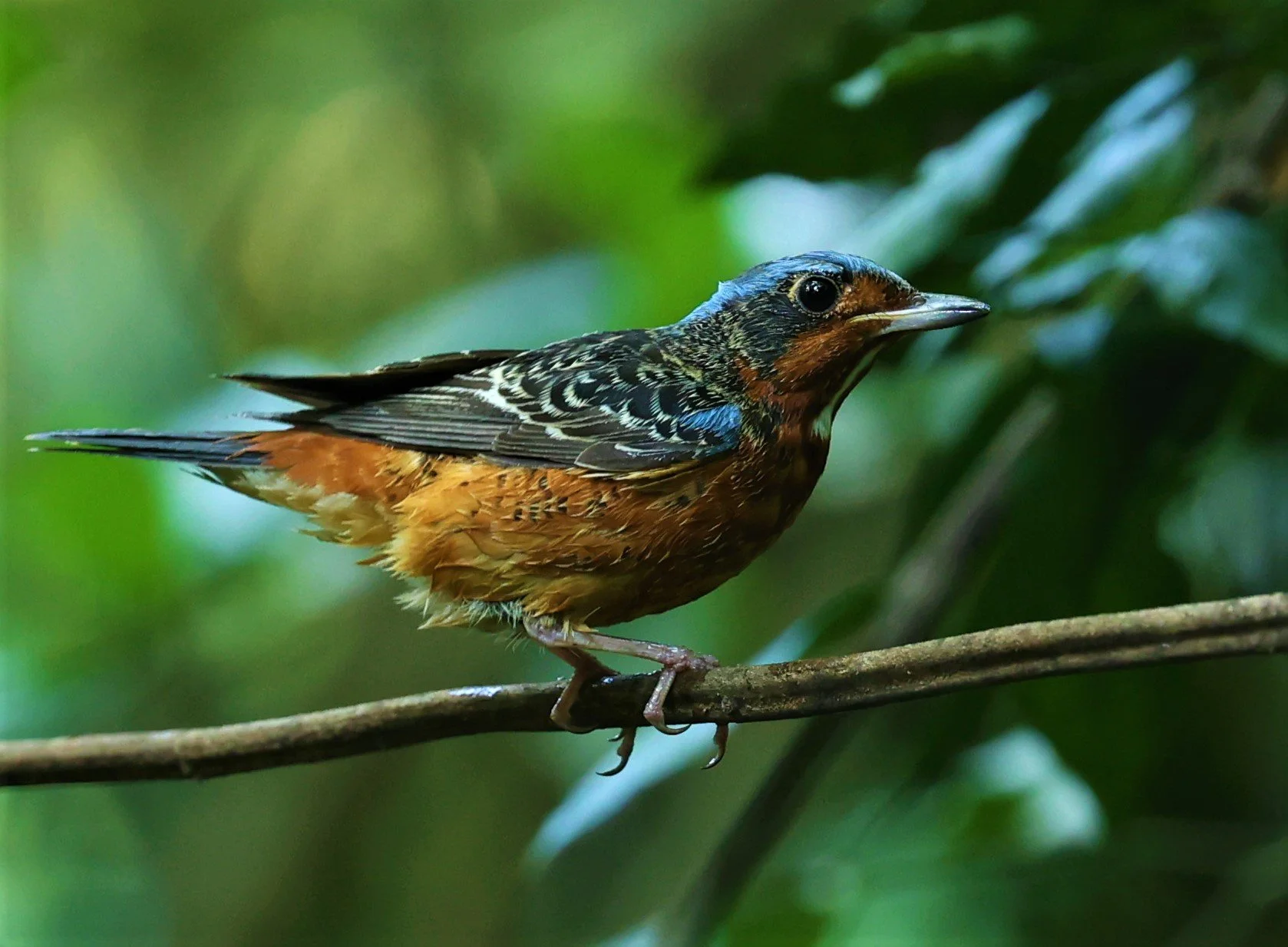 ROCK-THRUSH - WHITE-THROATED ROCK-THRUSH - Monticola gularis - WAT THAM PRATHUM CHONBURI March 2022 (74).jpg